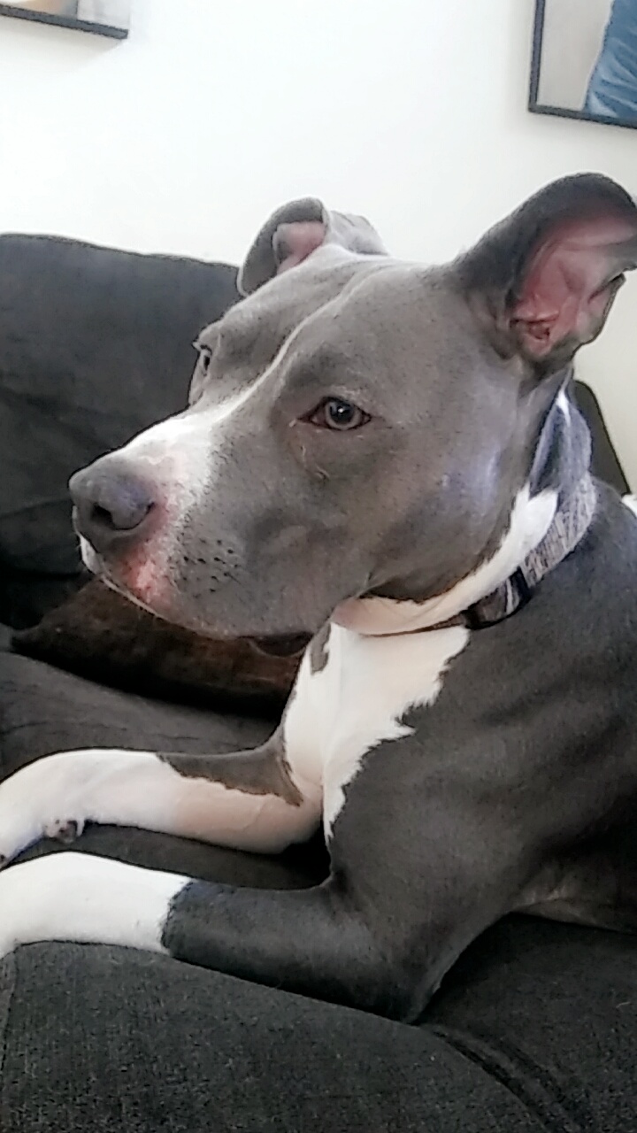 adoptable Dog in Plano,TX named Mega
