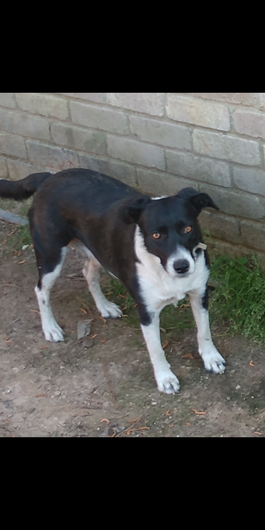 adoptable Dog in Spring,TX named Tess