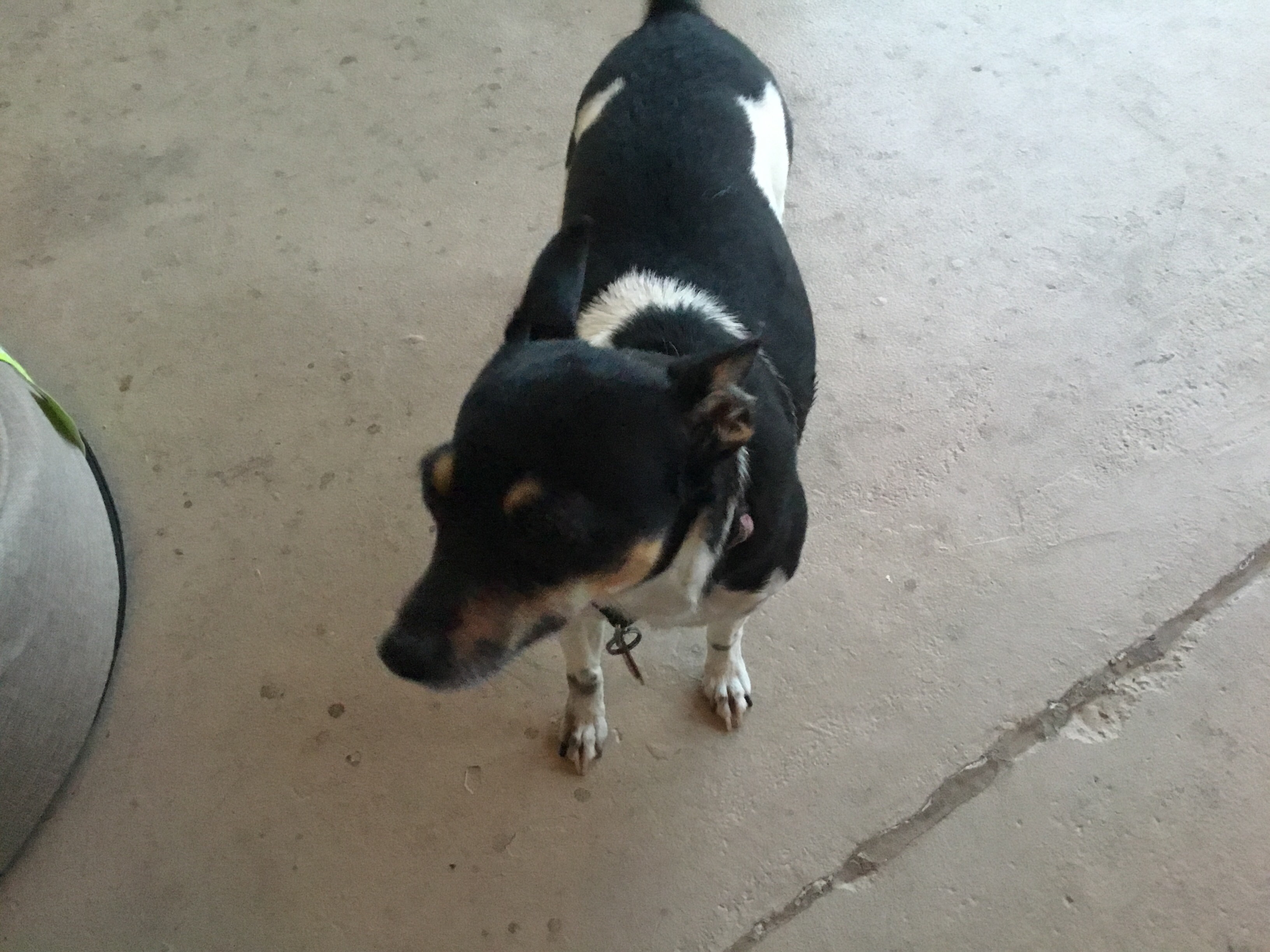 adoptable Dog in Gilbert,AZ named Sassy