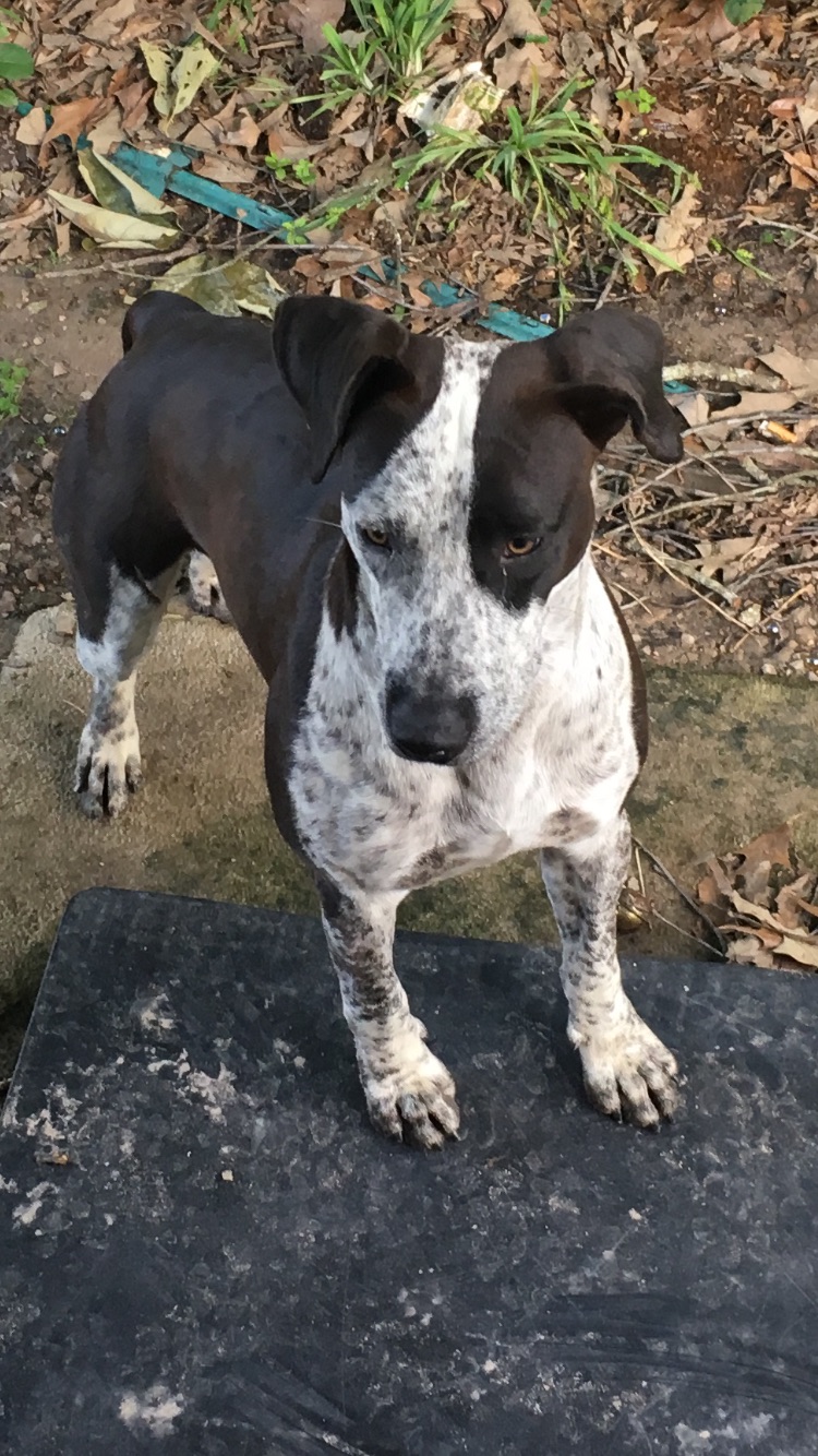 adoptable Dog in Lufkin,TX named Unknown 