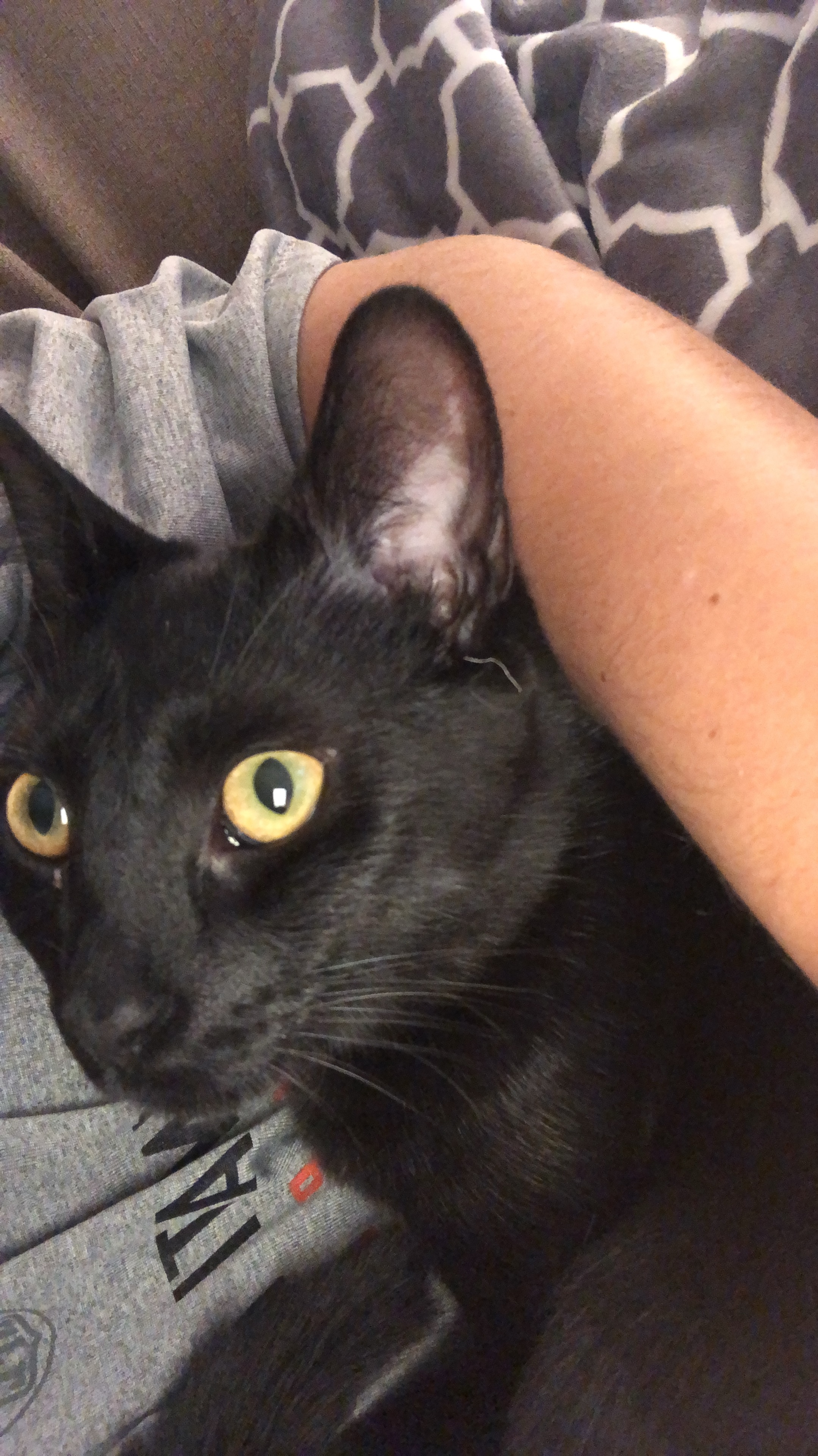 adoptable Cat in Cincinnati,OH named Arlo