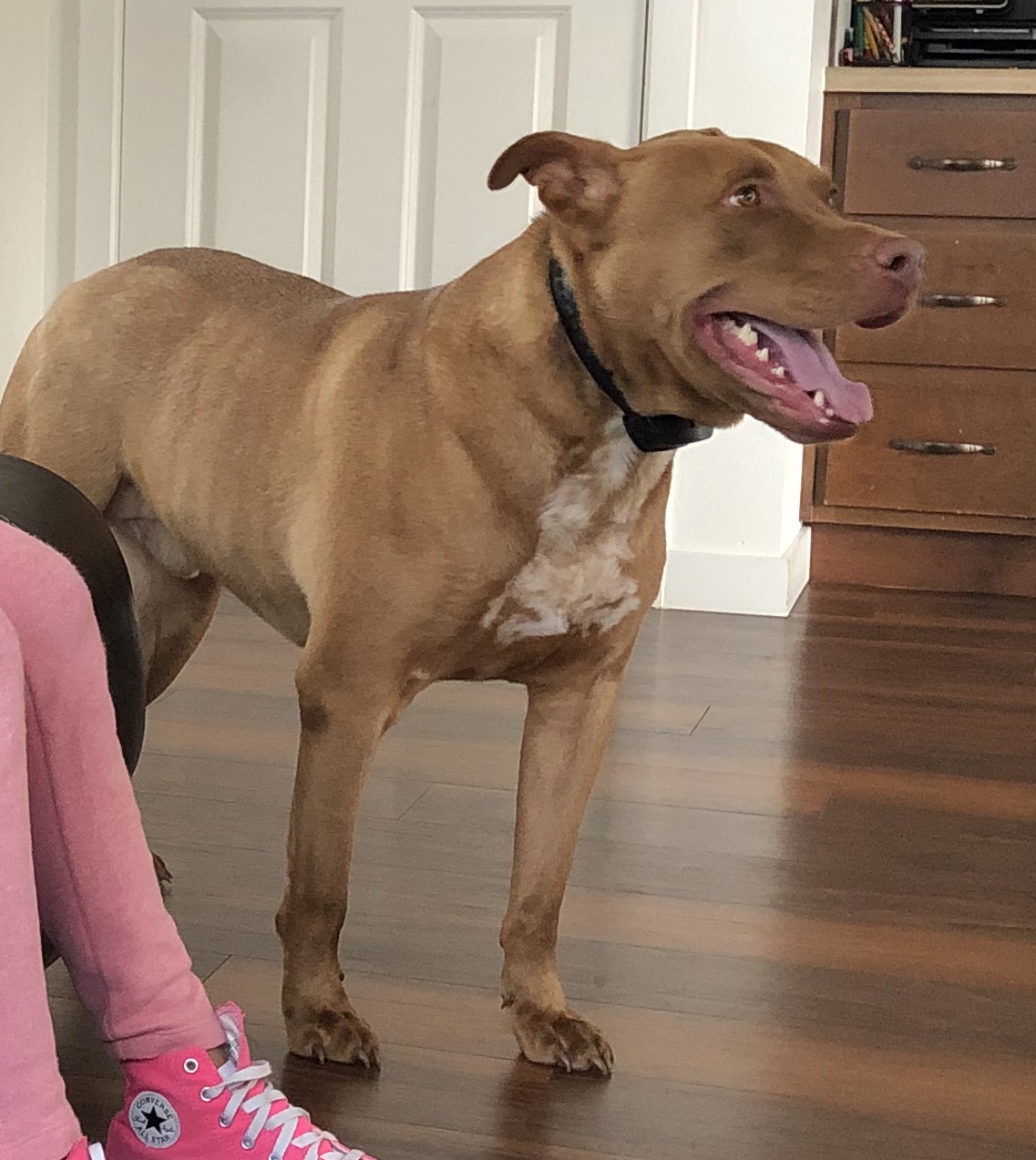 adoptable Dog in Tacoma,WA named Arco