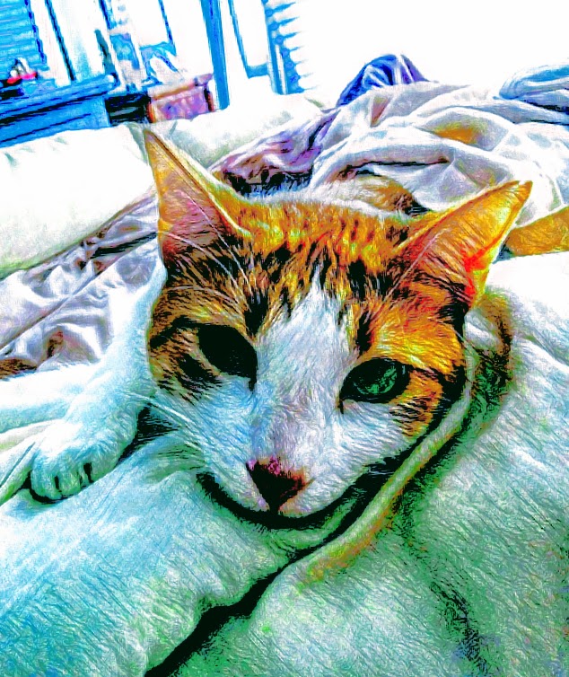 adoptable Cat in Honolulu,HI named Koa
