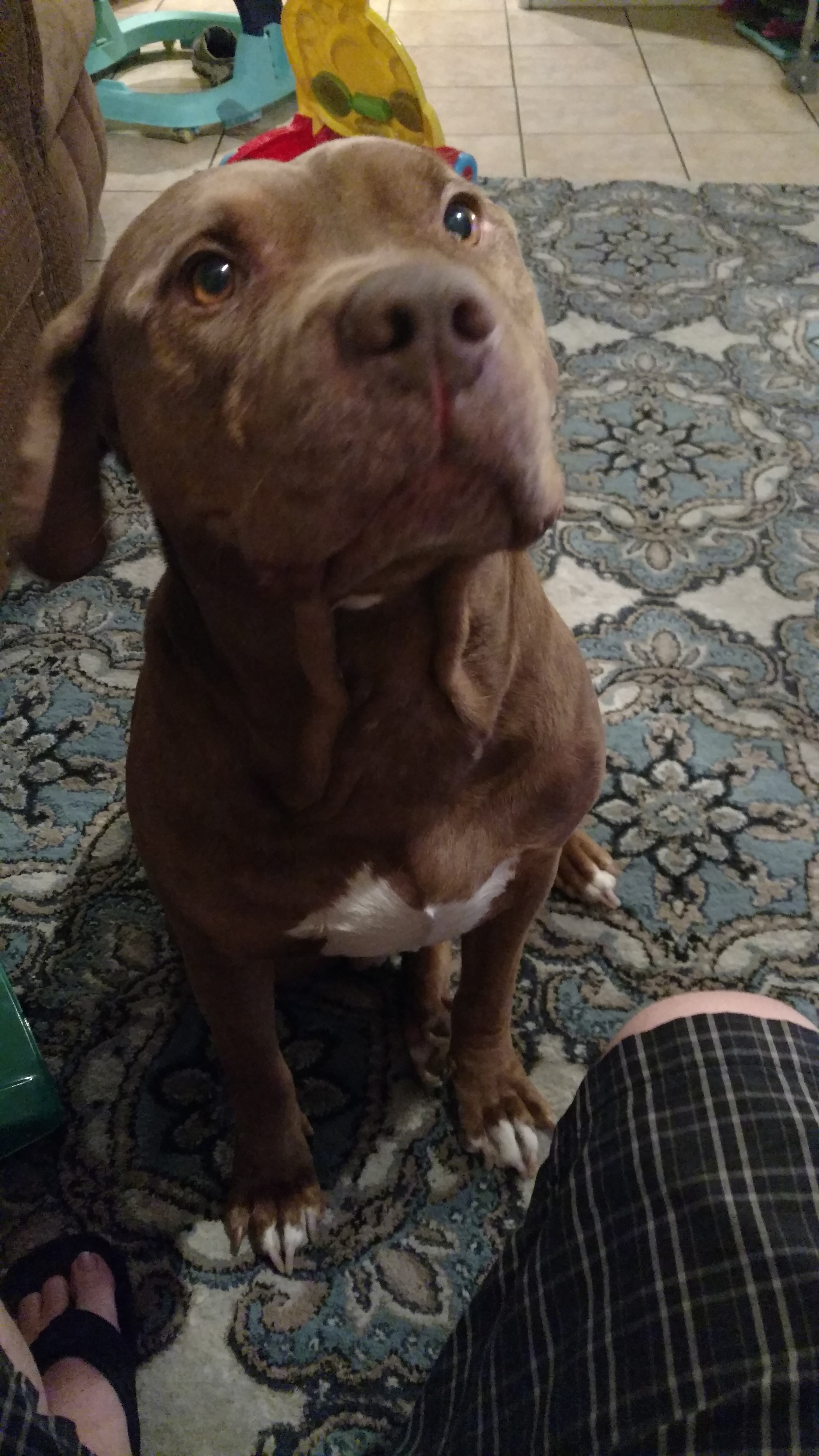 adoptable Dog in Henderson,NV named Mars