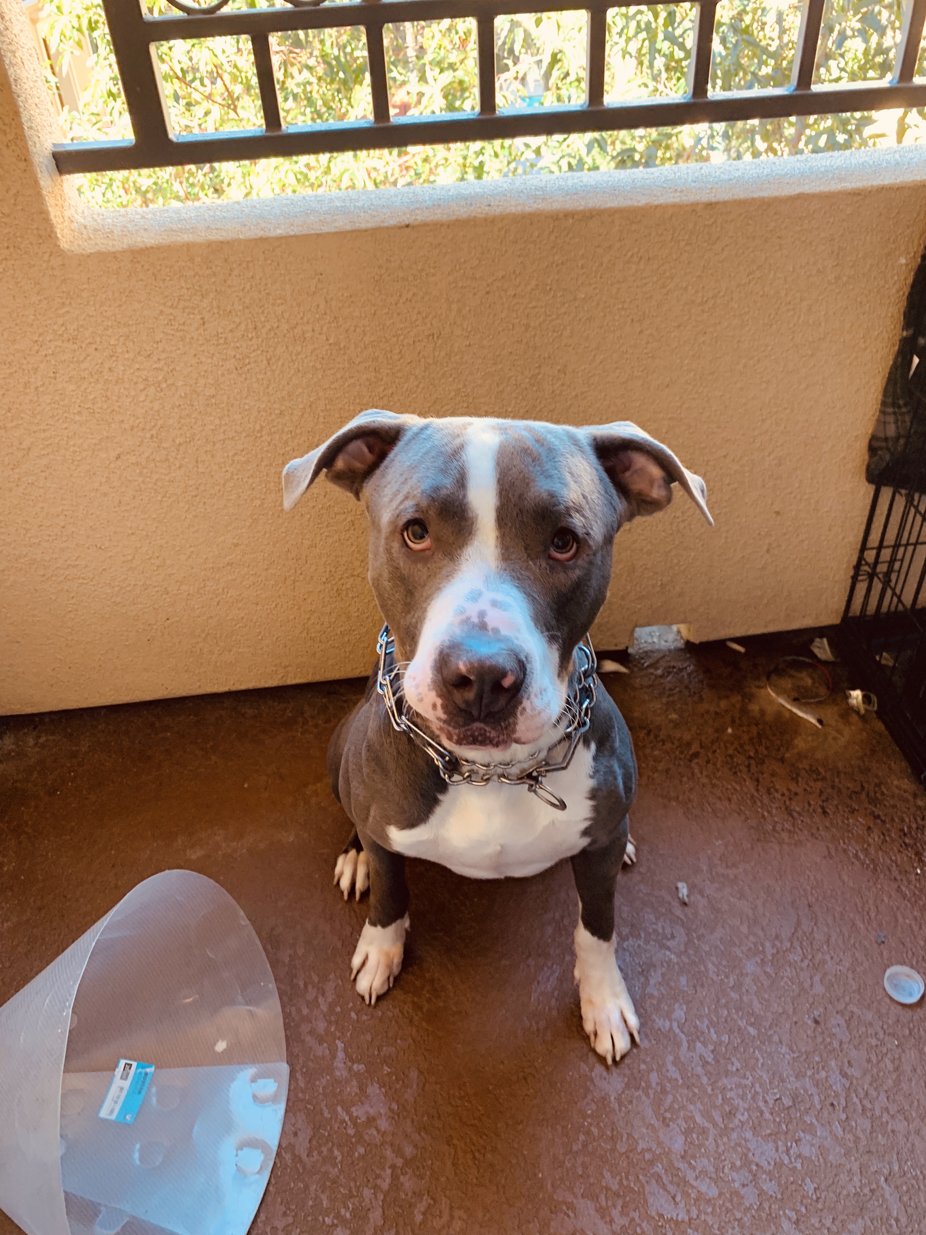 adoptable Dog in Santa Clarita,CA named Kai