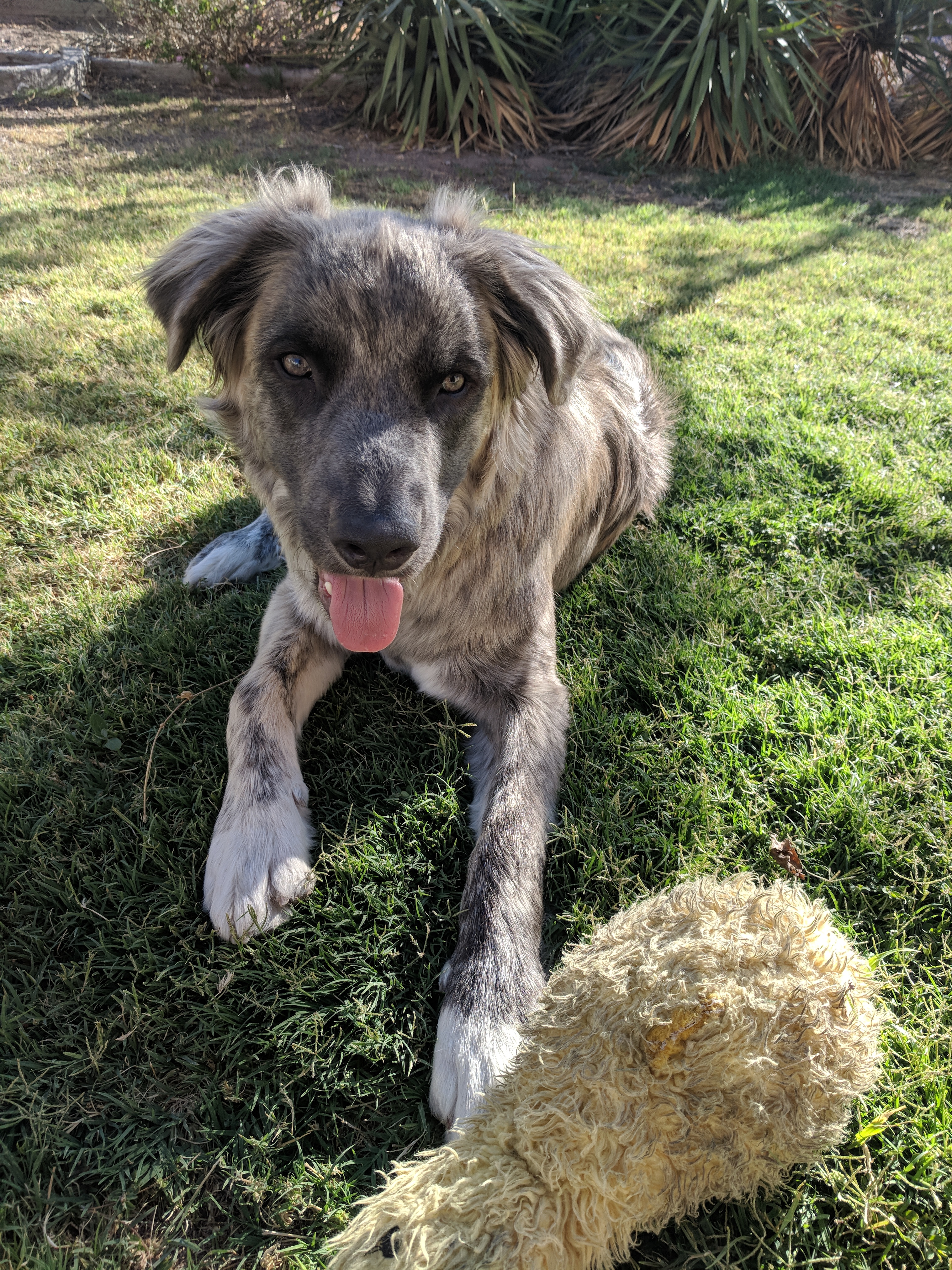 adoptable Dog in El Paso,TX named Rosco