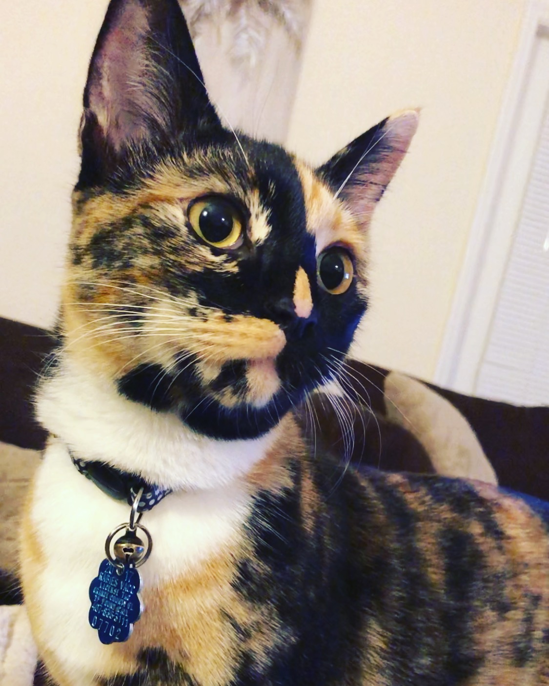 adoptable Cat in Orlando,FL named Jupiter