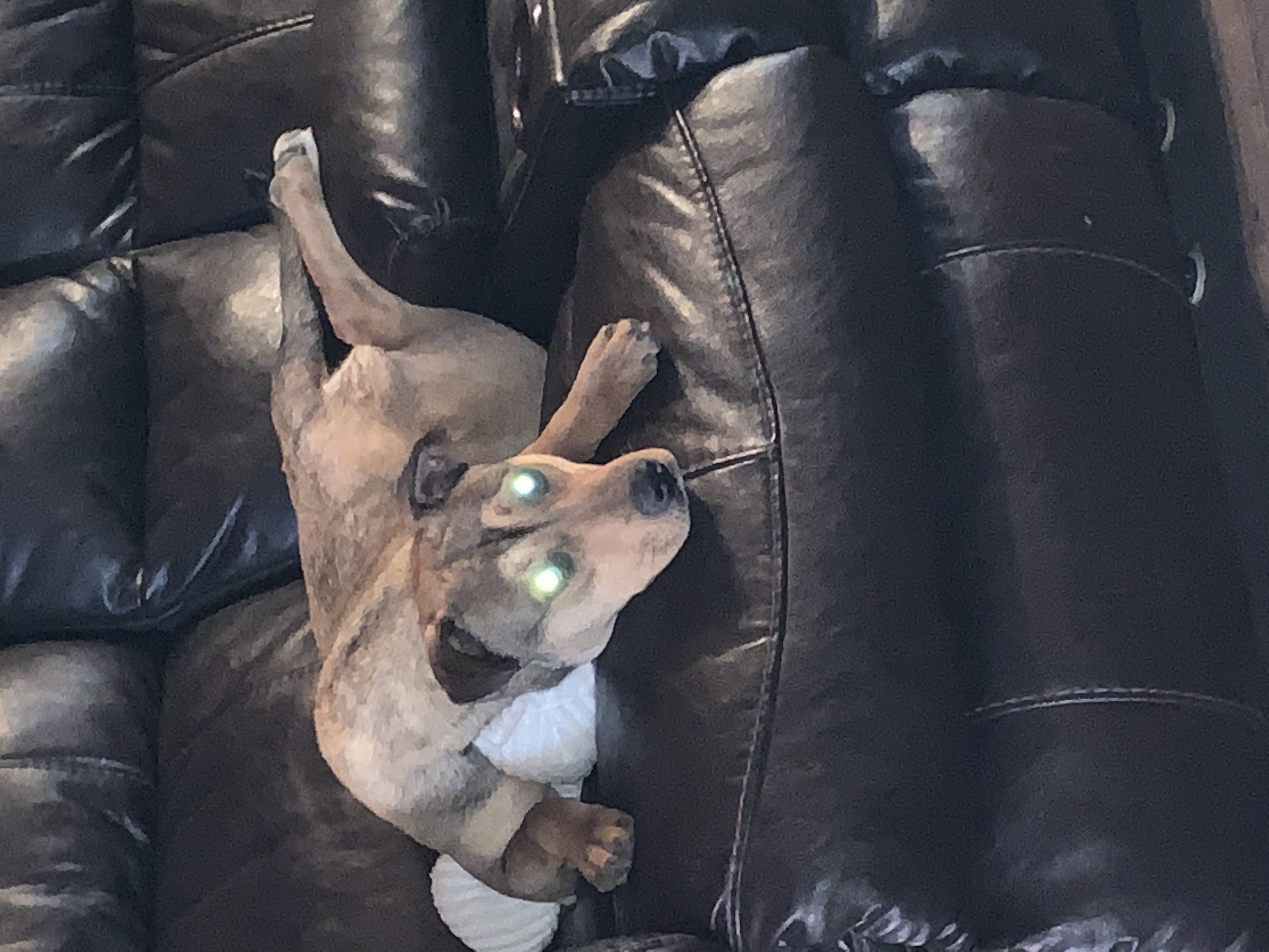 adoptable Dog in Odessa,TX named Sophia