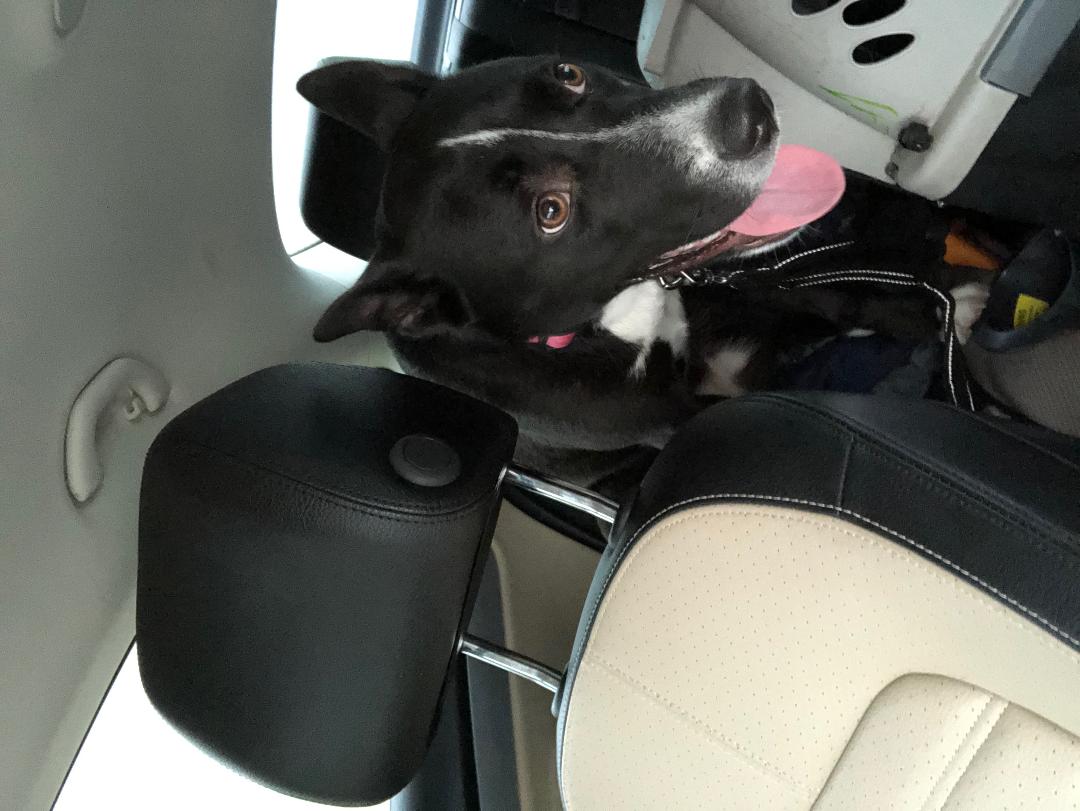adoptable Dog in Carrollton,TX named Chole