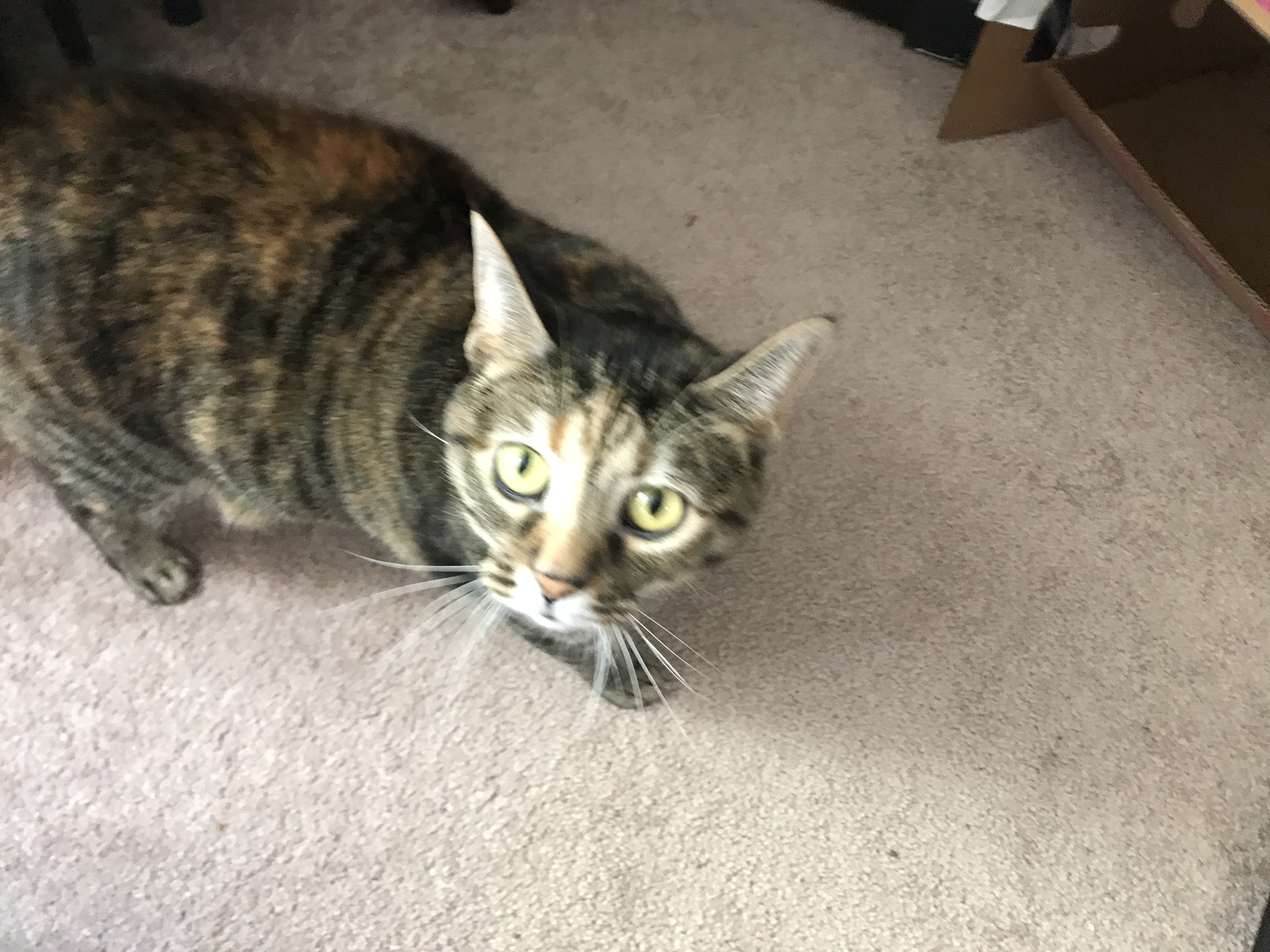 adoptable Cat in Arlington,VA named Latte