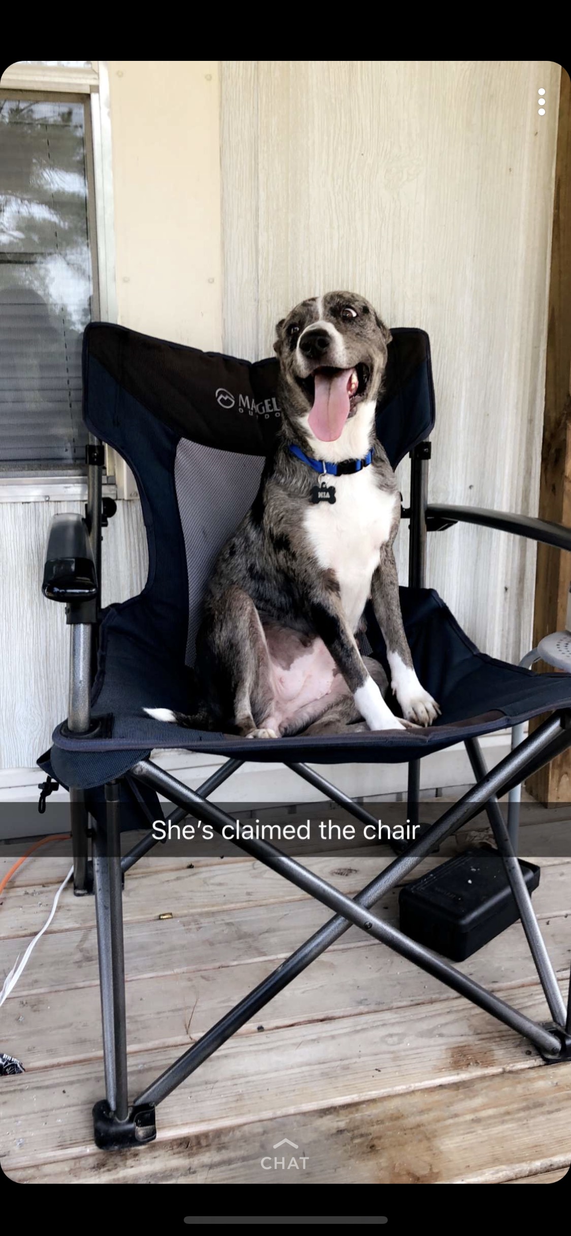 adoptable Dog in Lufkin,TX named Mia