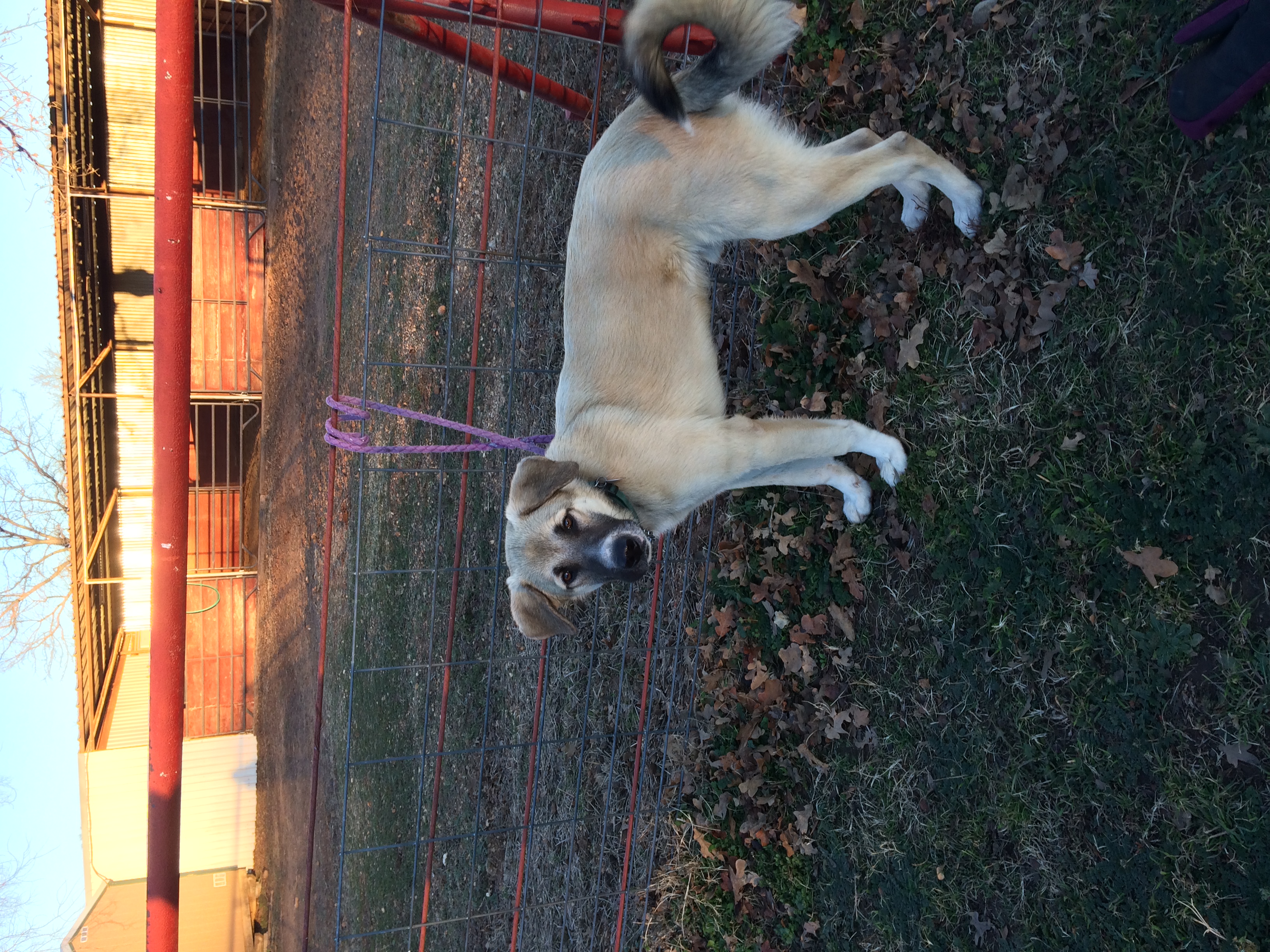 adoptable Dog in Jacksboro,TX named SamE