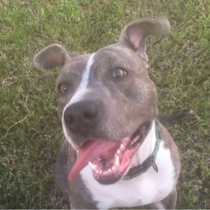 adoptable Dog in Ruskin,FL named Harlee
