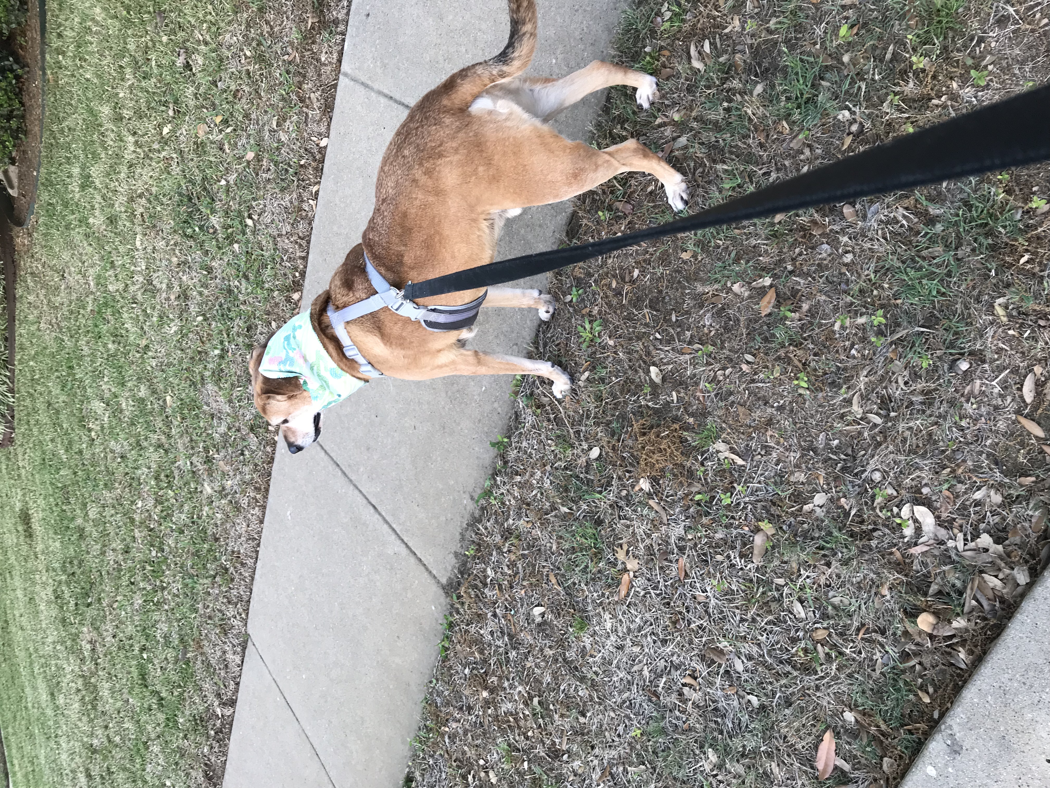 adoptable Dog in Flower Mound,TX named Joey
