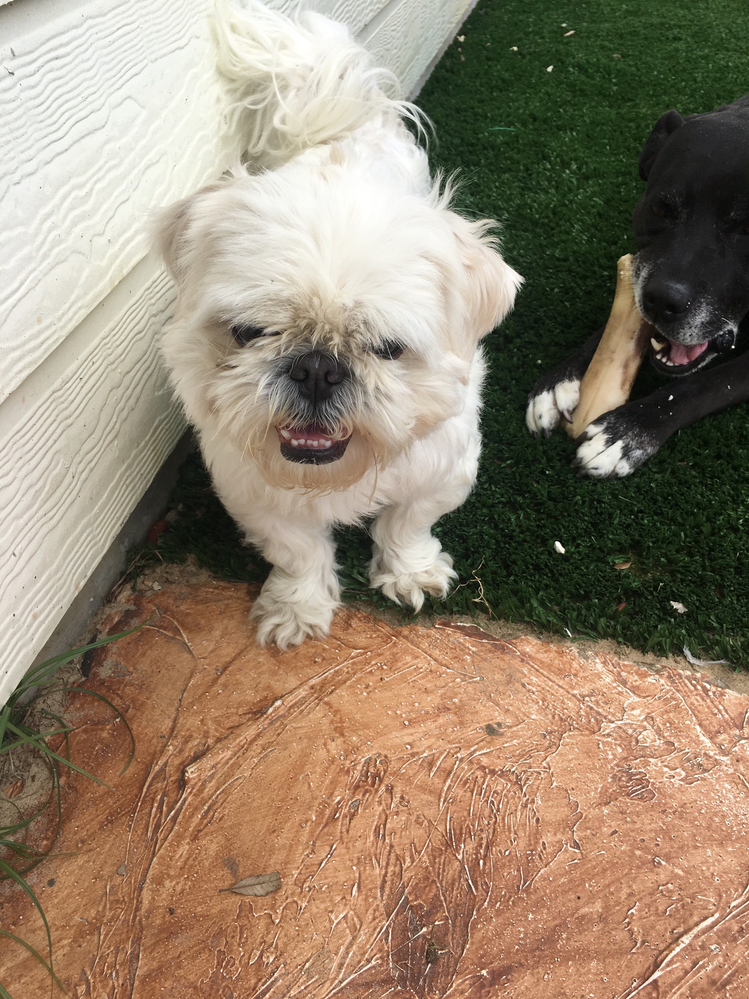 adoptable Dog in Balch Springs,TX named Casper 