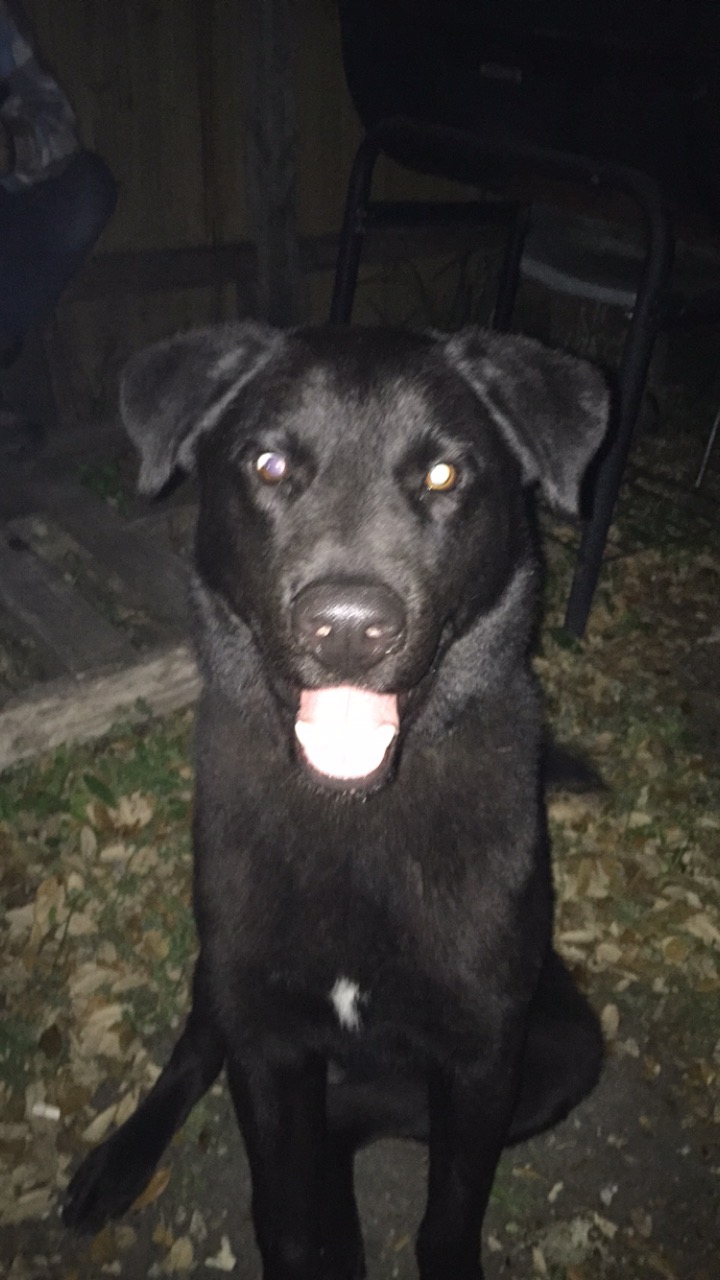adoptable Dog in Corpus Christi,TX named Hades