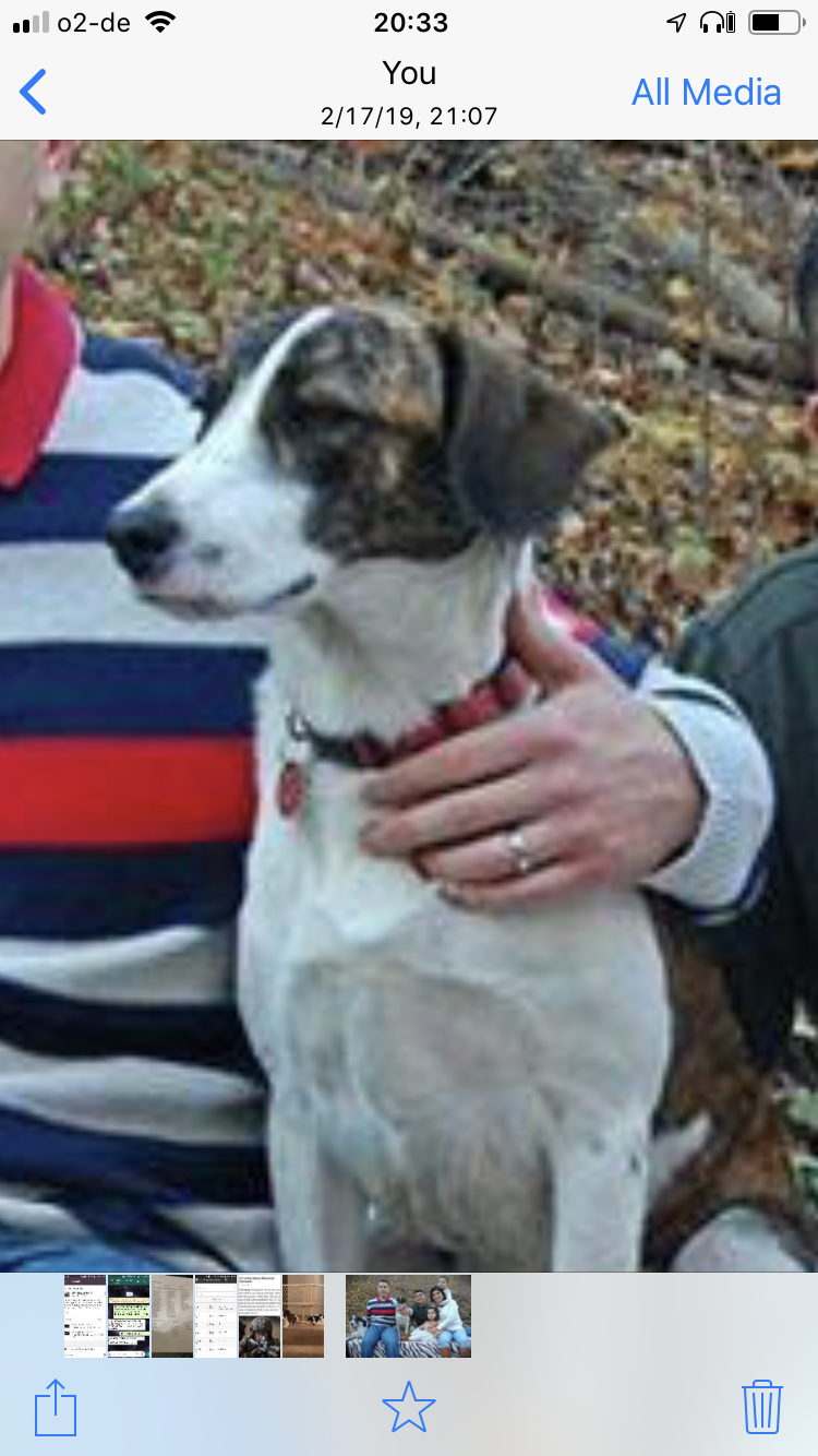 adoptable Dog in Killeen,TX named Ranger & Dallas