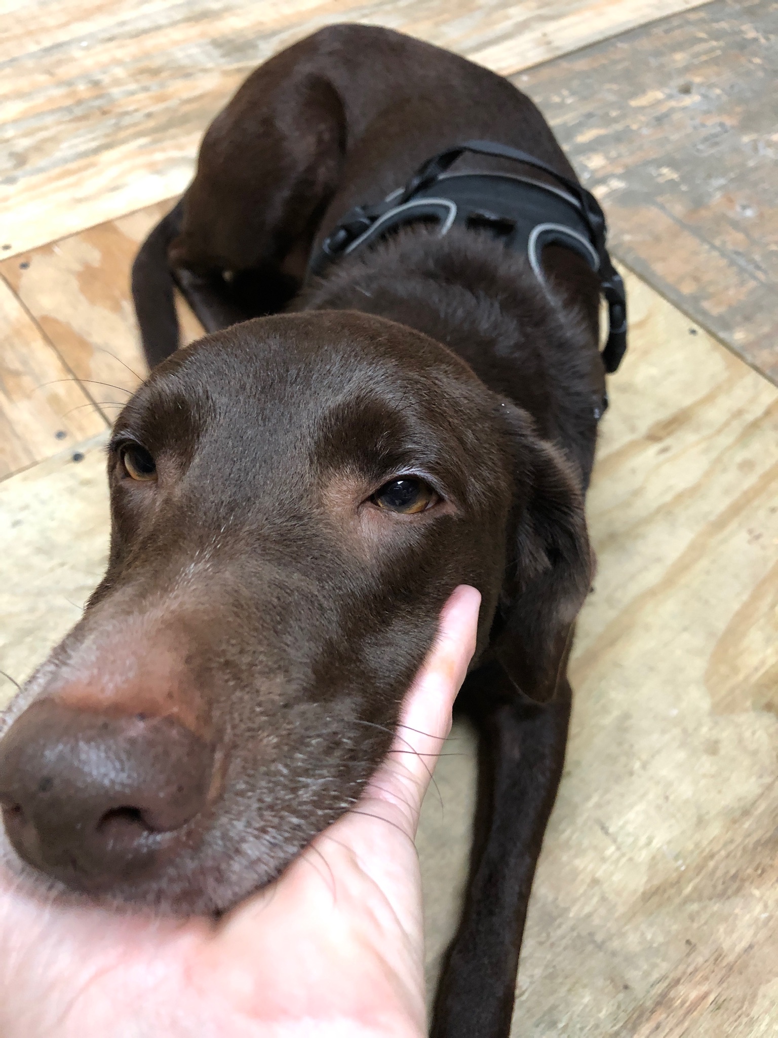 adoptable Dog in Houston,TX named Liela