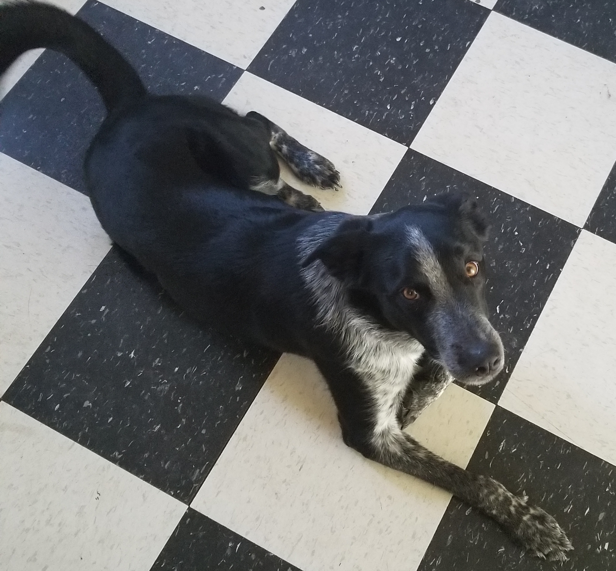 adoptable Dog in Saint John,WA named Chevy