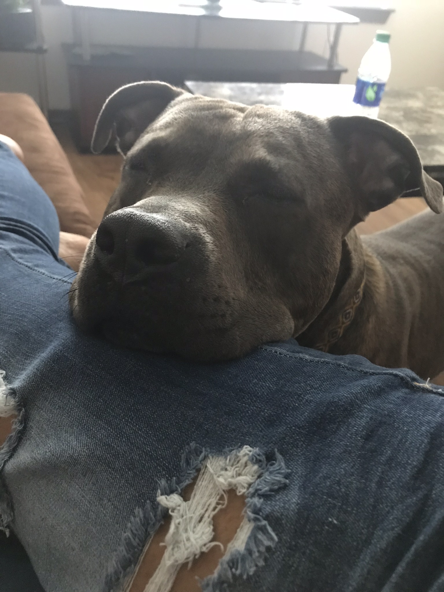 adoptable Dog in Dallas,GA named Cola