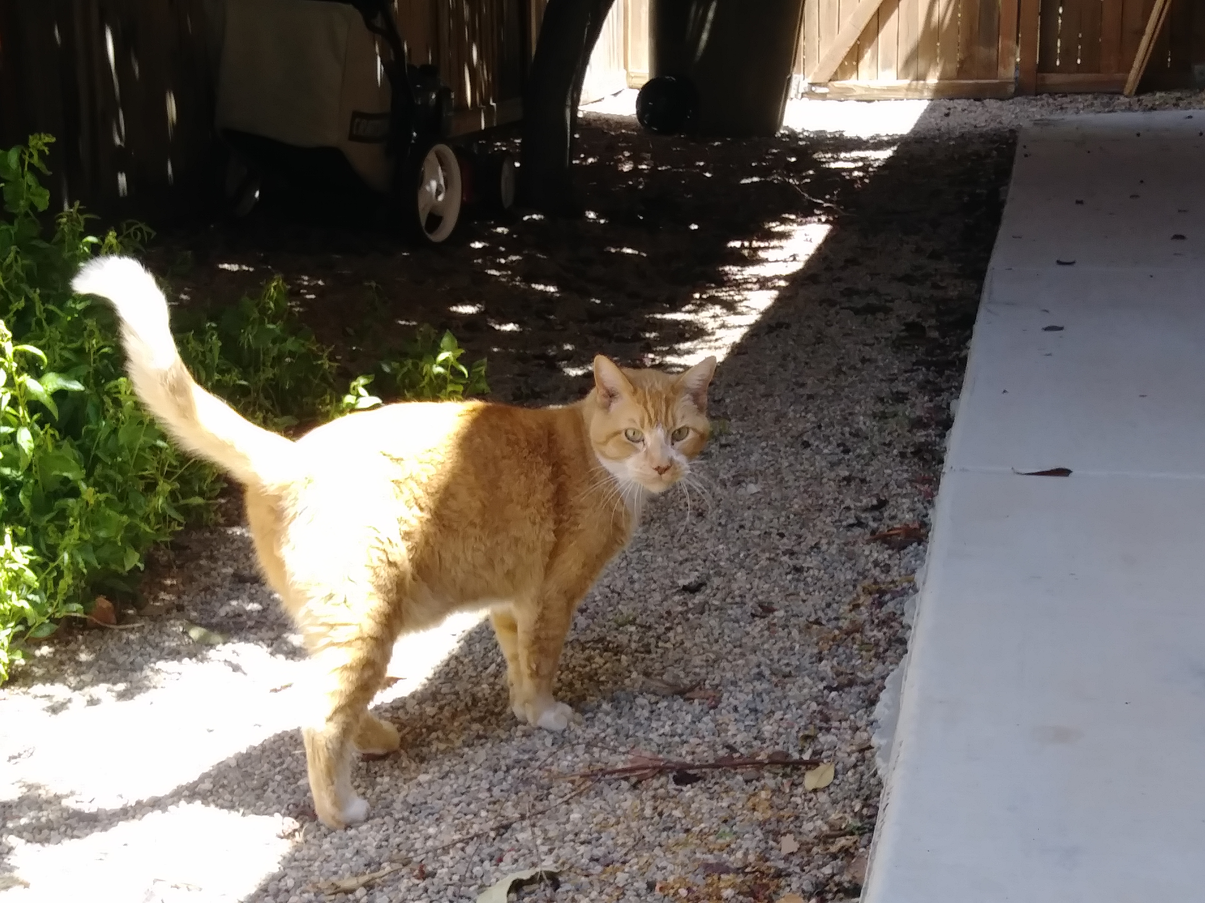 adoptable Cat in Hesperia,CA named Max