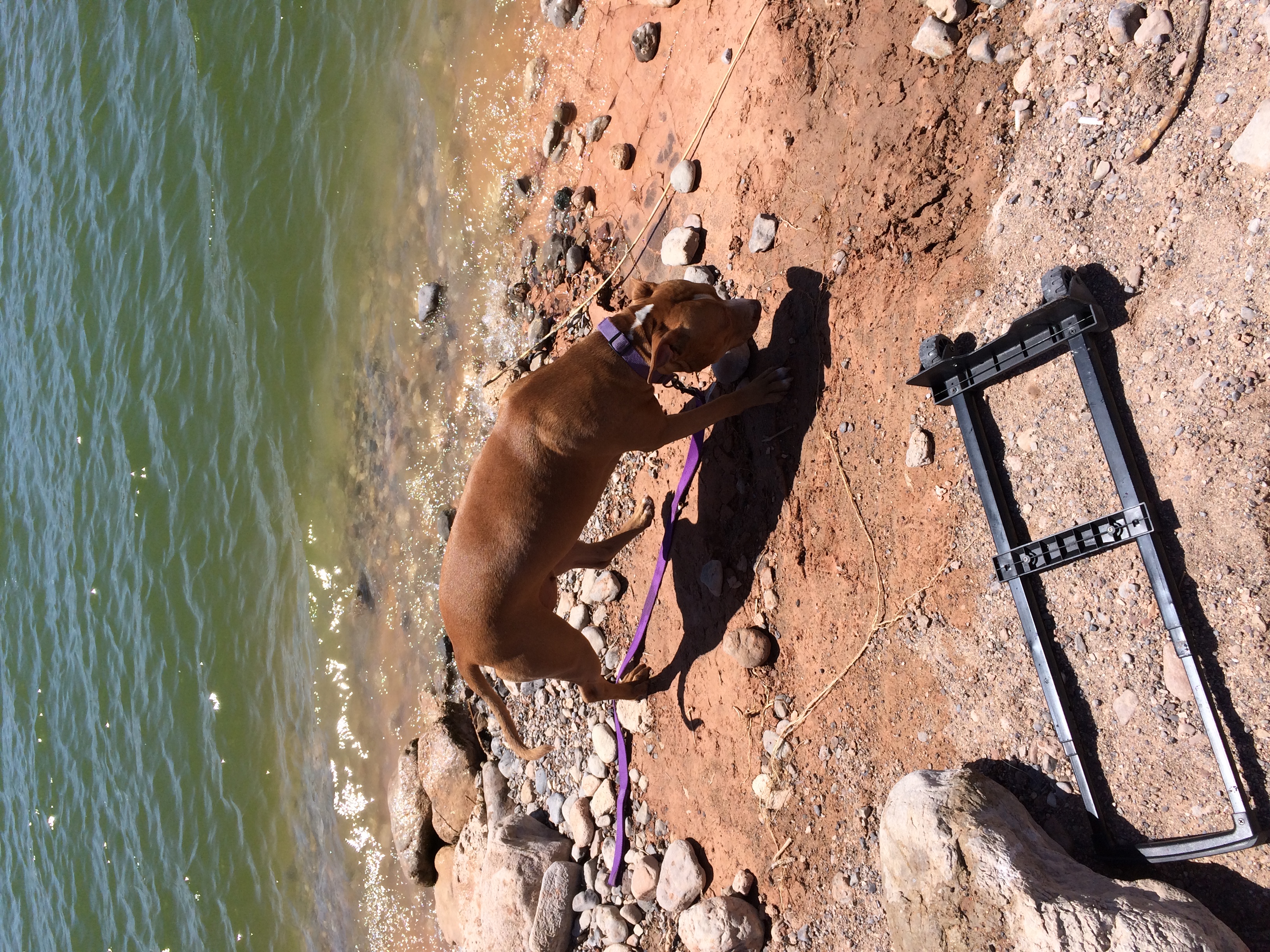 adoptable Dog in Las Vegas,NV named Althia 