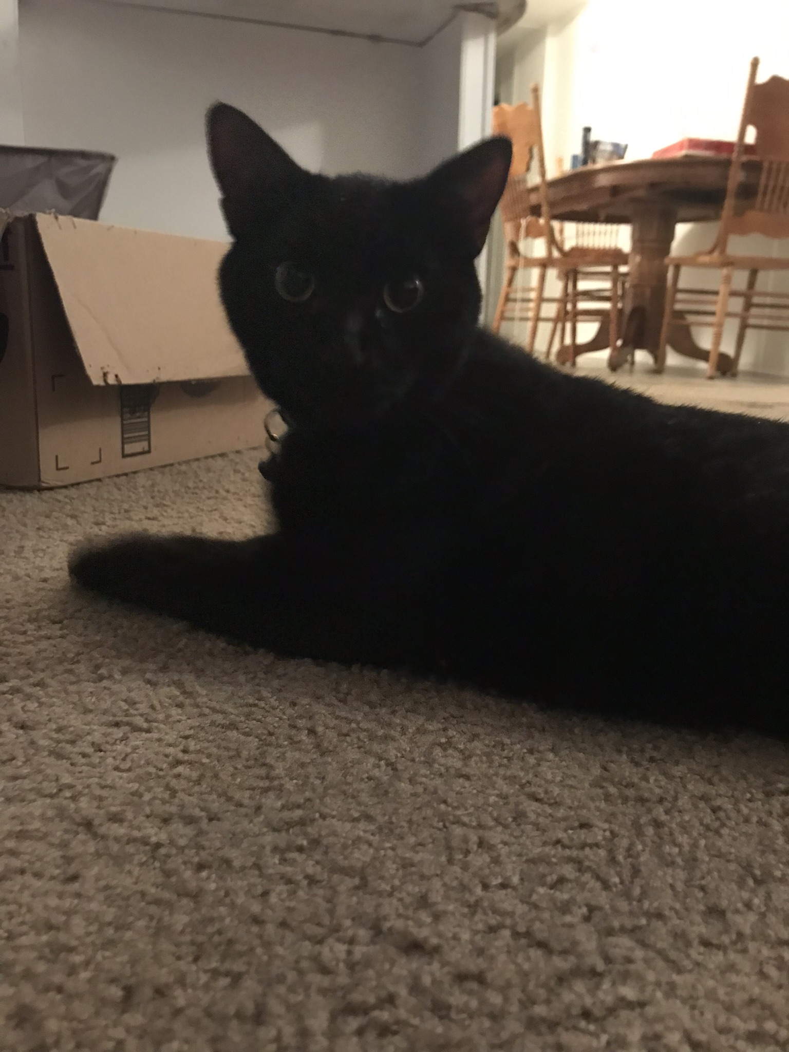 adoptable Cat in Mebane,NC named Merlin