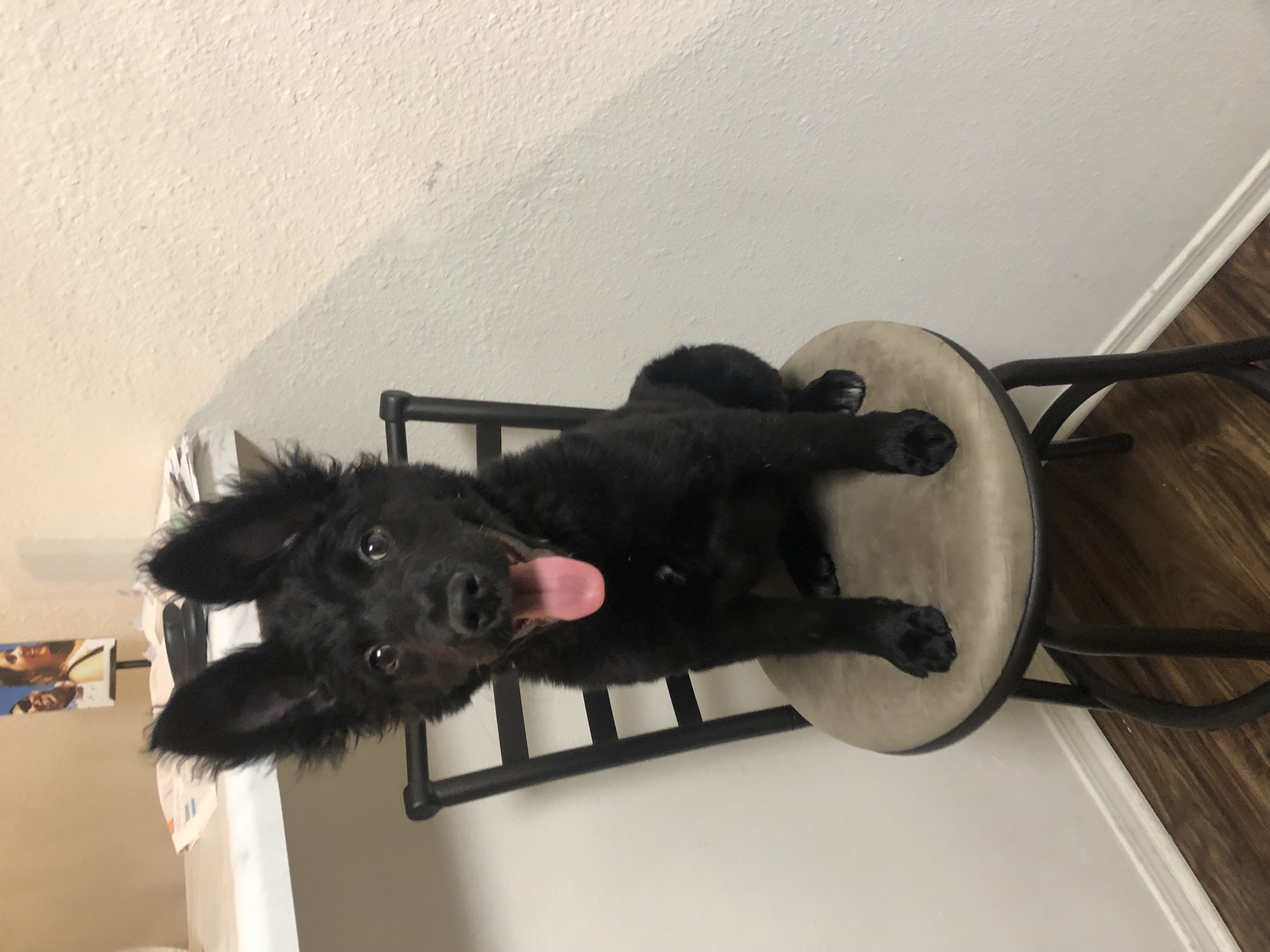 adoptable Dog in Marietta,GA named Luna