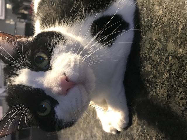 adoptable Cat in Linwood,NJ named domino