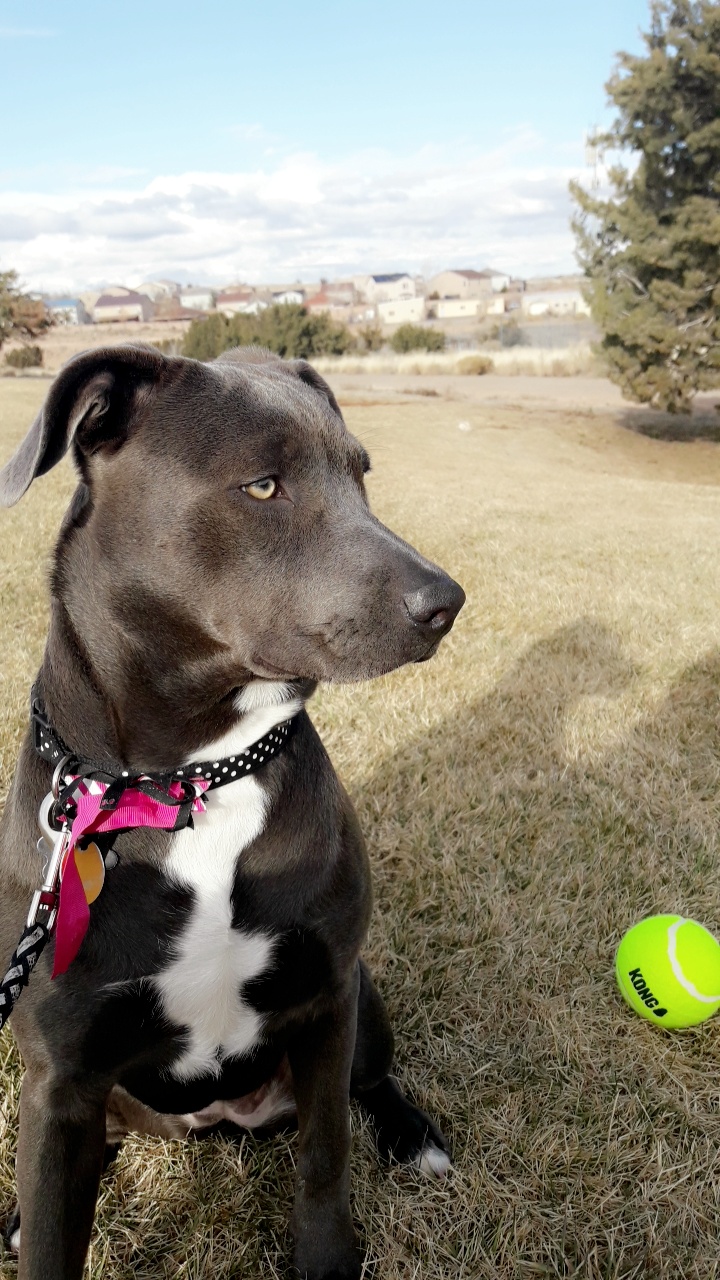 adoptable Dog in Rio Rancho,NM named Babe