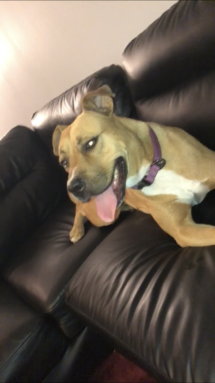 adoptable Dog in Waldorf,MD named Zoey