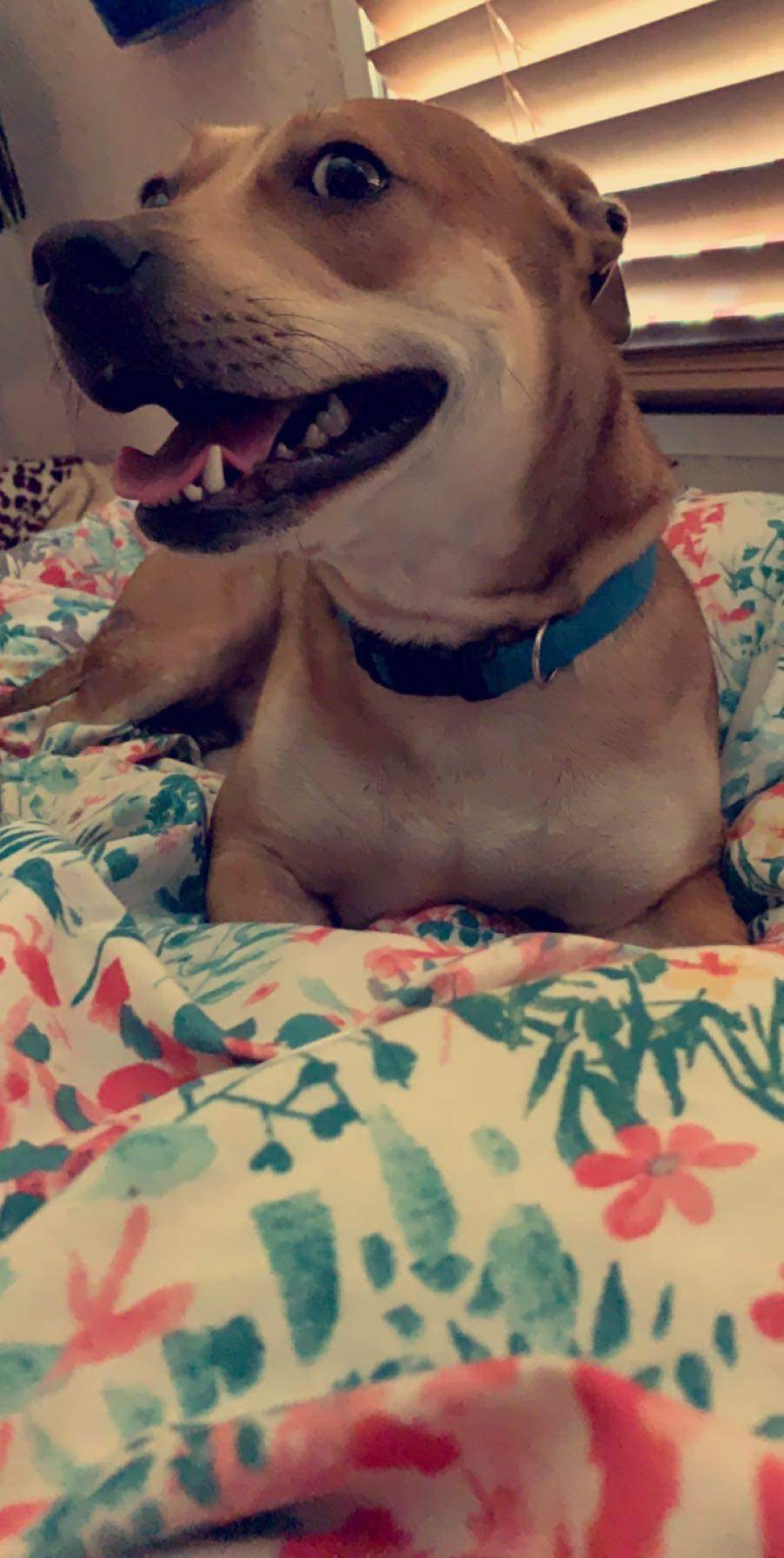 adoptable Dog in Santa Fe,TX named Koda