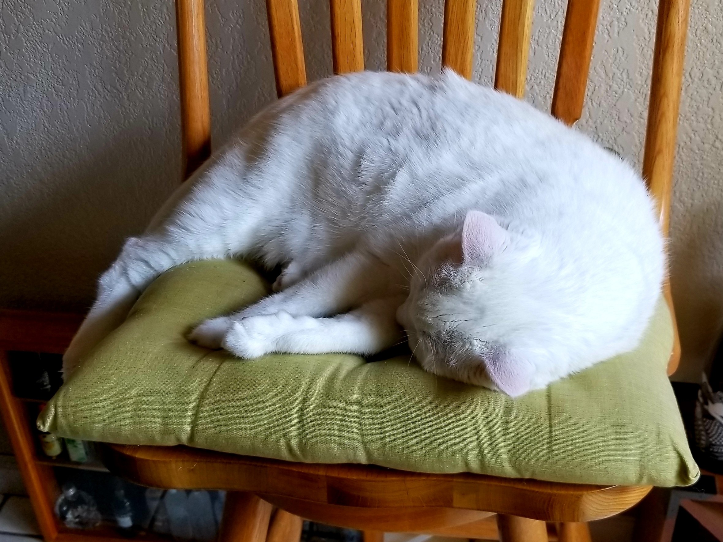 adoptable Cat in Brea,CA named Snowhite