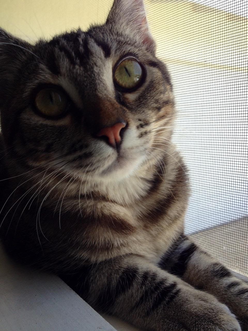 adoptable Cat in Redlands,CA named Bailey 