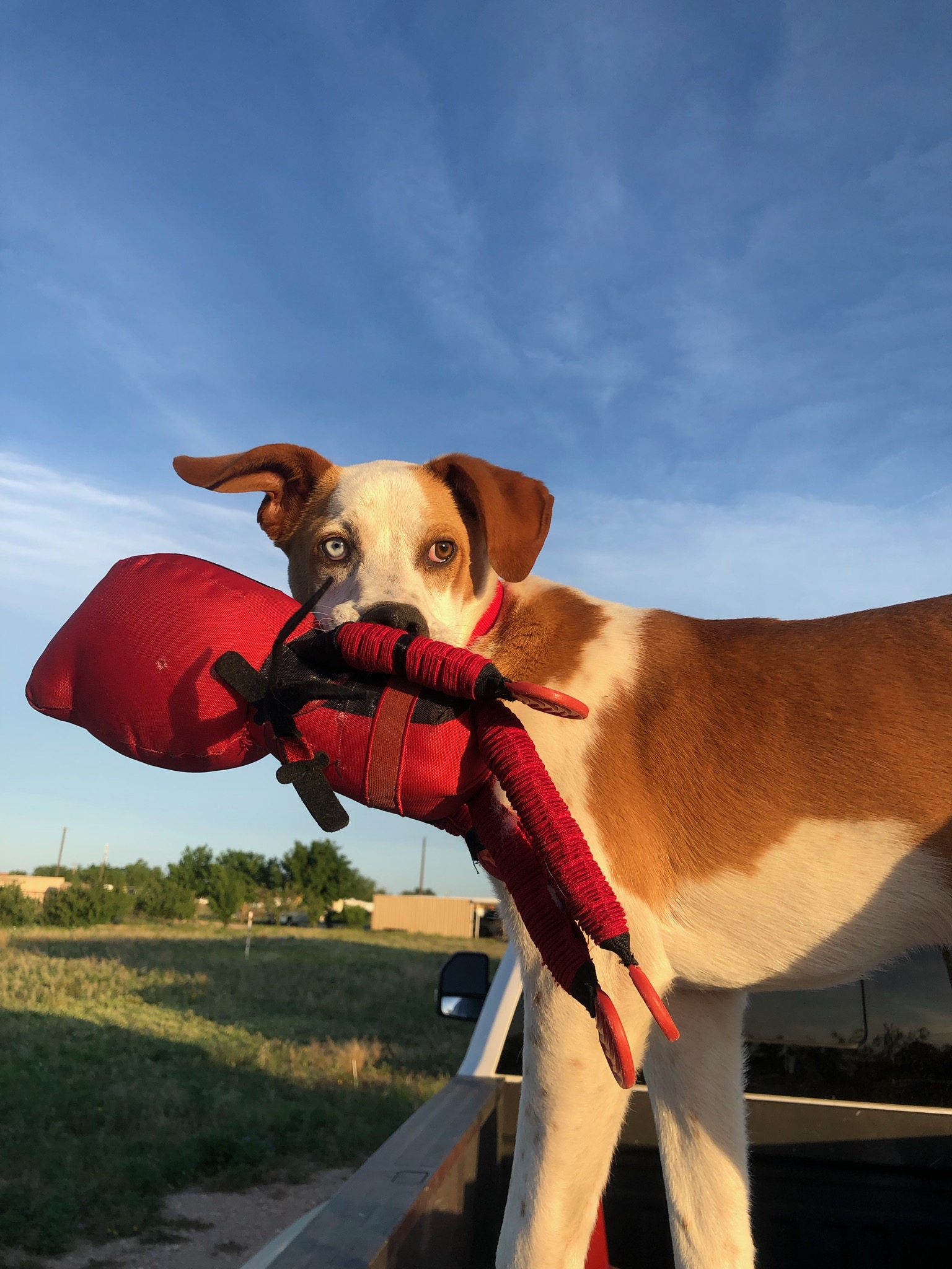 adoptable Dog in Odessa,TX named Jethro