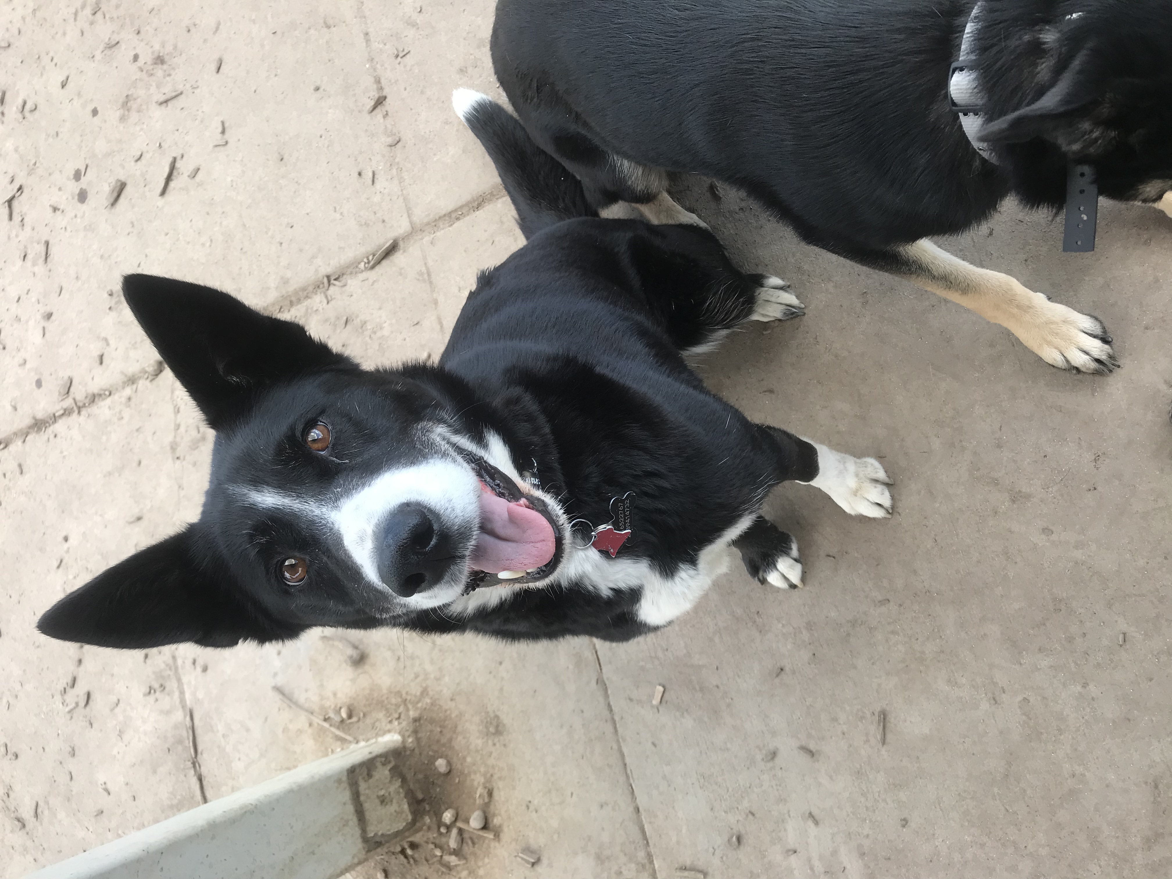 adoptable Dog in Boise,ID named Freyja
