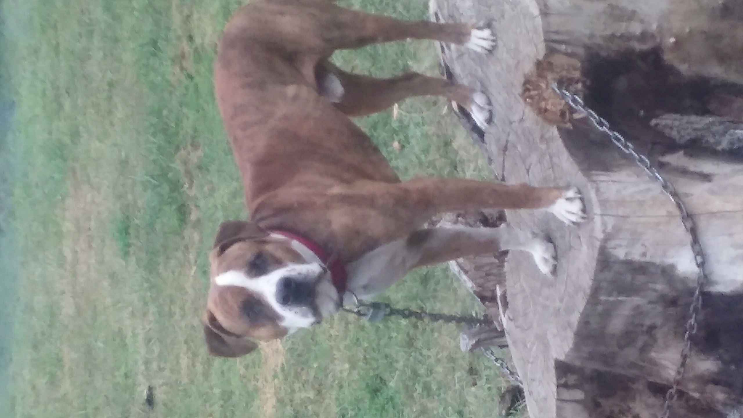 adoptable Dog in Effingham,IL named Jenga