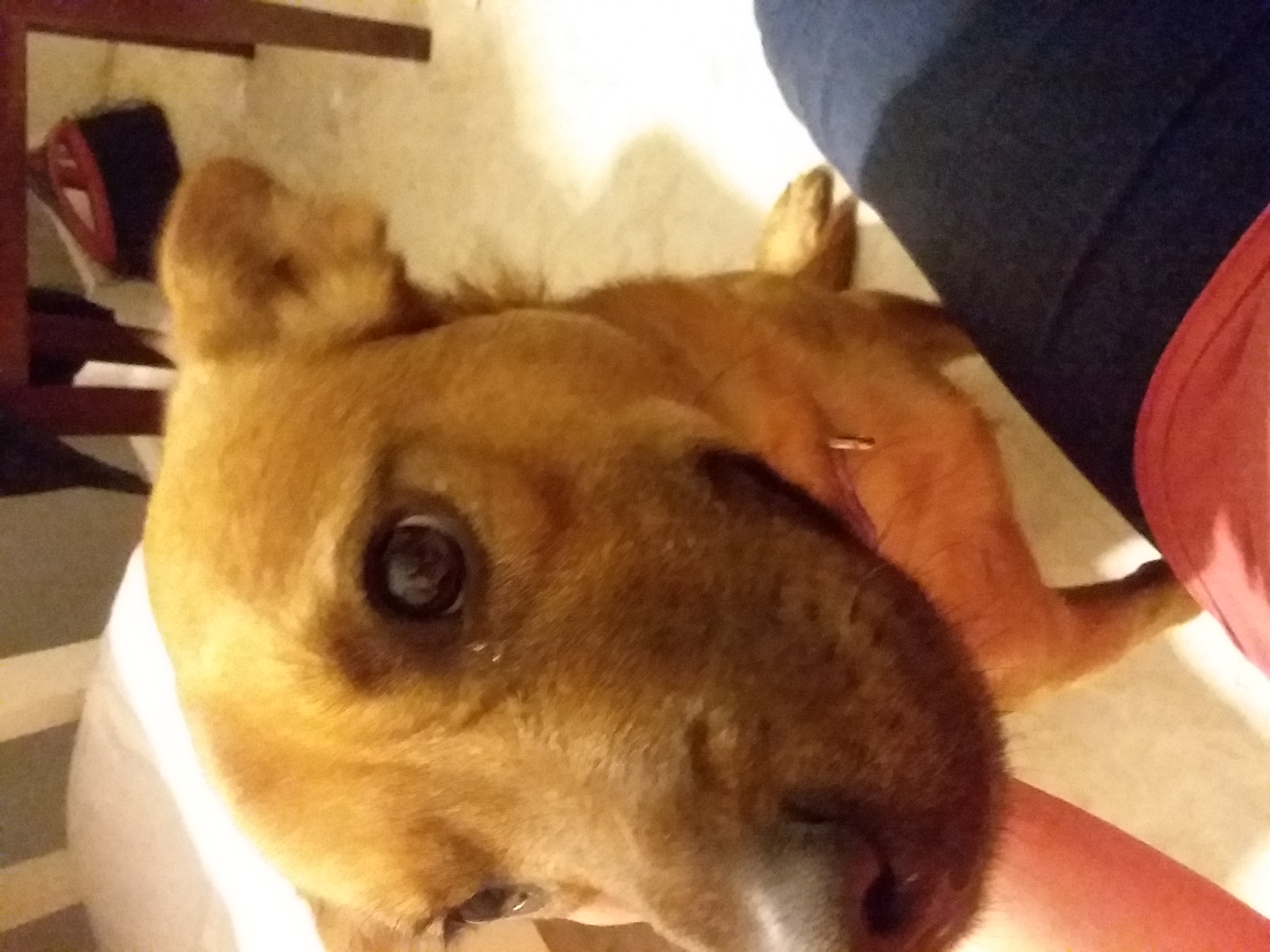 adoptable Dog in Geneva,OH named Lilly May