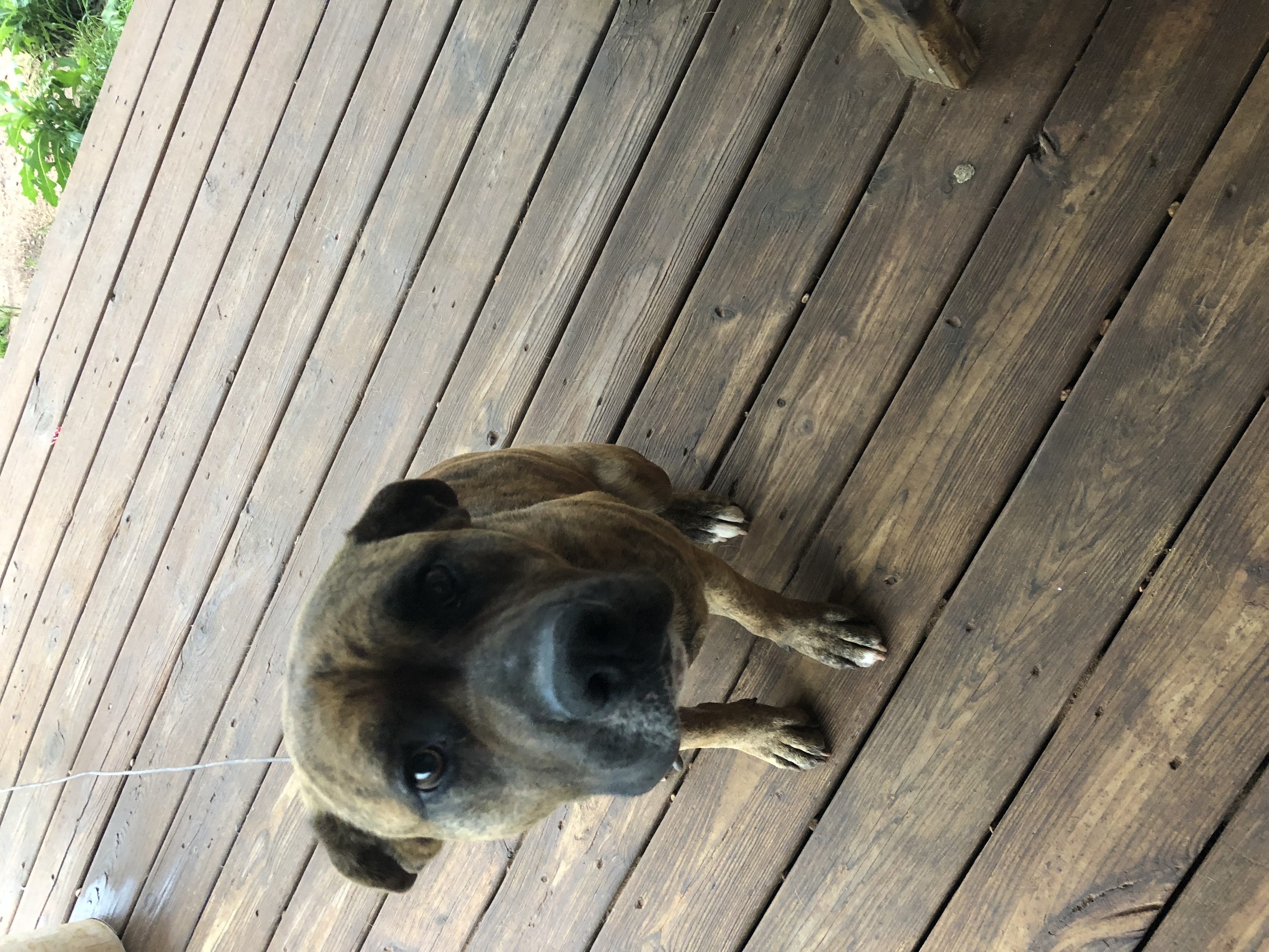 adoptable Dog in Gatesville,TX named Porter