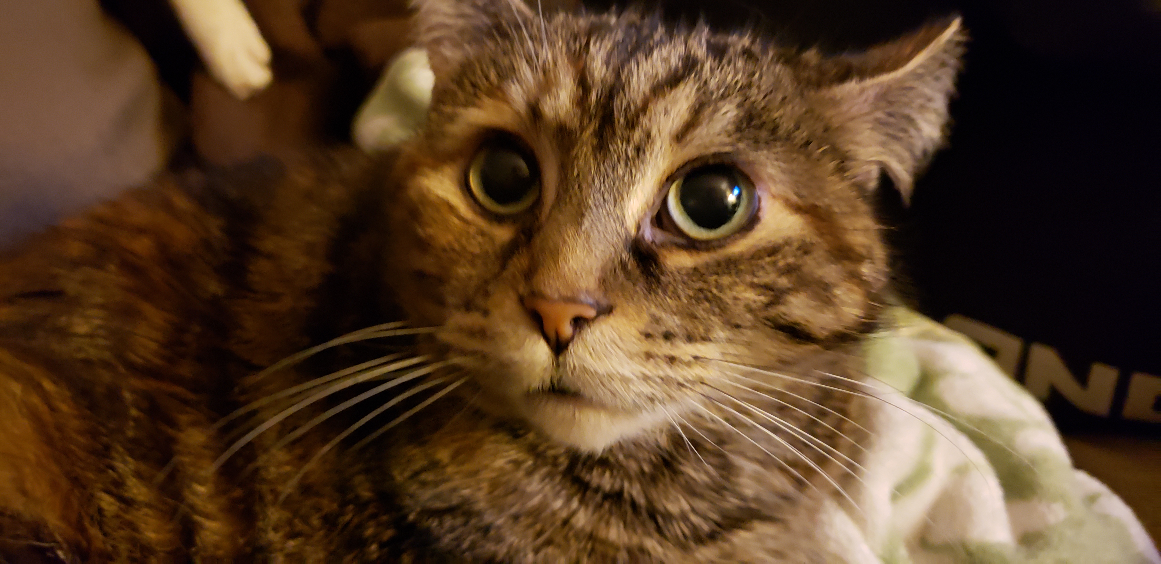 adoptable Cat in Portland,OR named Eris