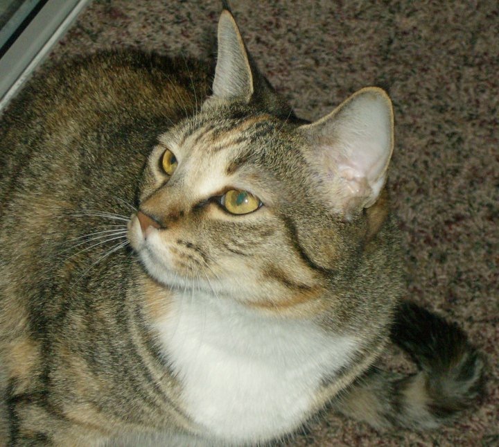 adoptable Cat in Warrensburg,MO named Pixie