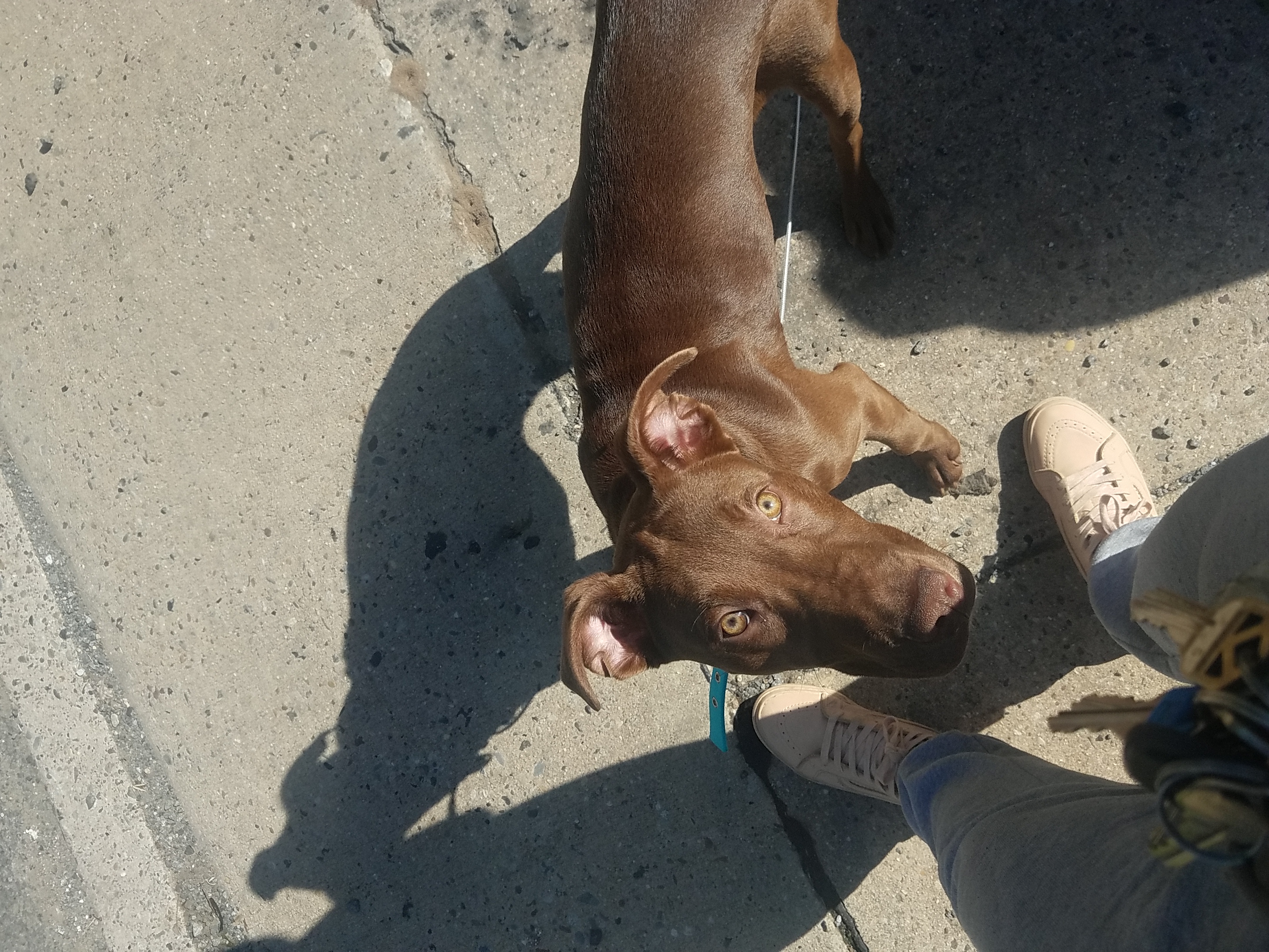 adoptable Dog in Trenton,NJ named Ruby