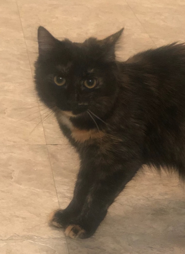 adoptable Cat in Snellville,GA named Lilly