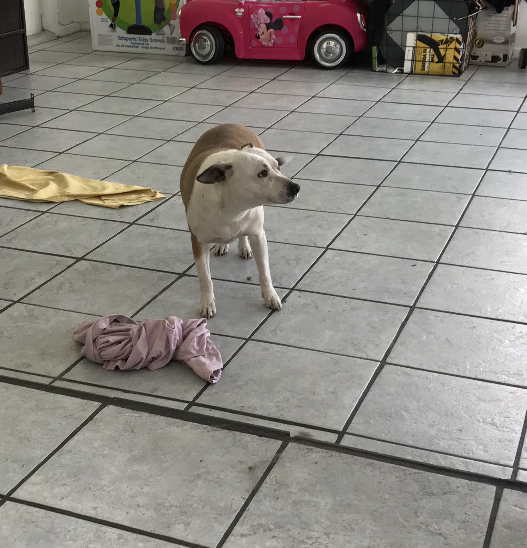 adoptable Dog in West Covina,CA named Olivia/olive