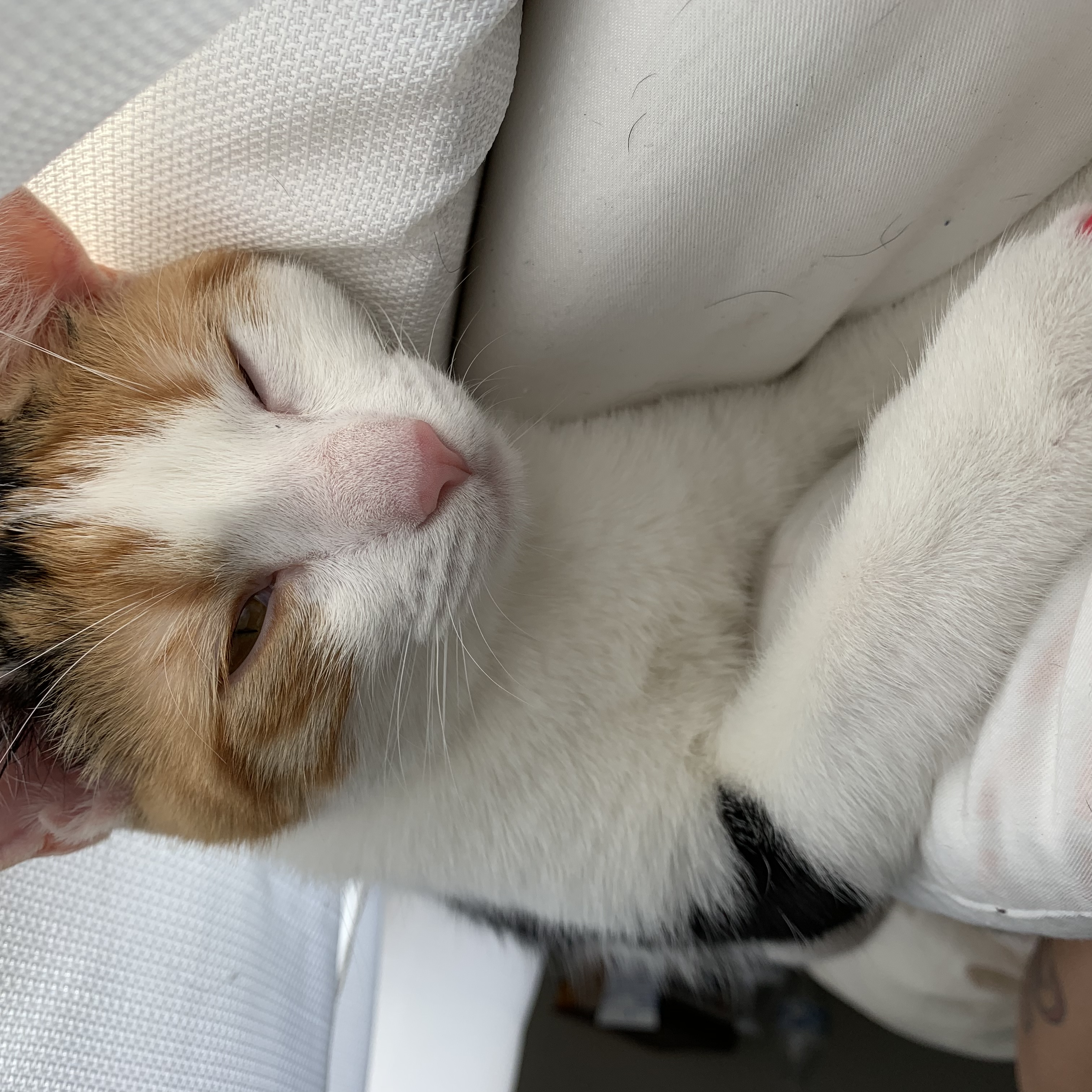 adoptable Cat in El Cajon,CA named Kali