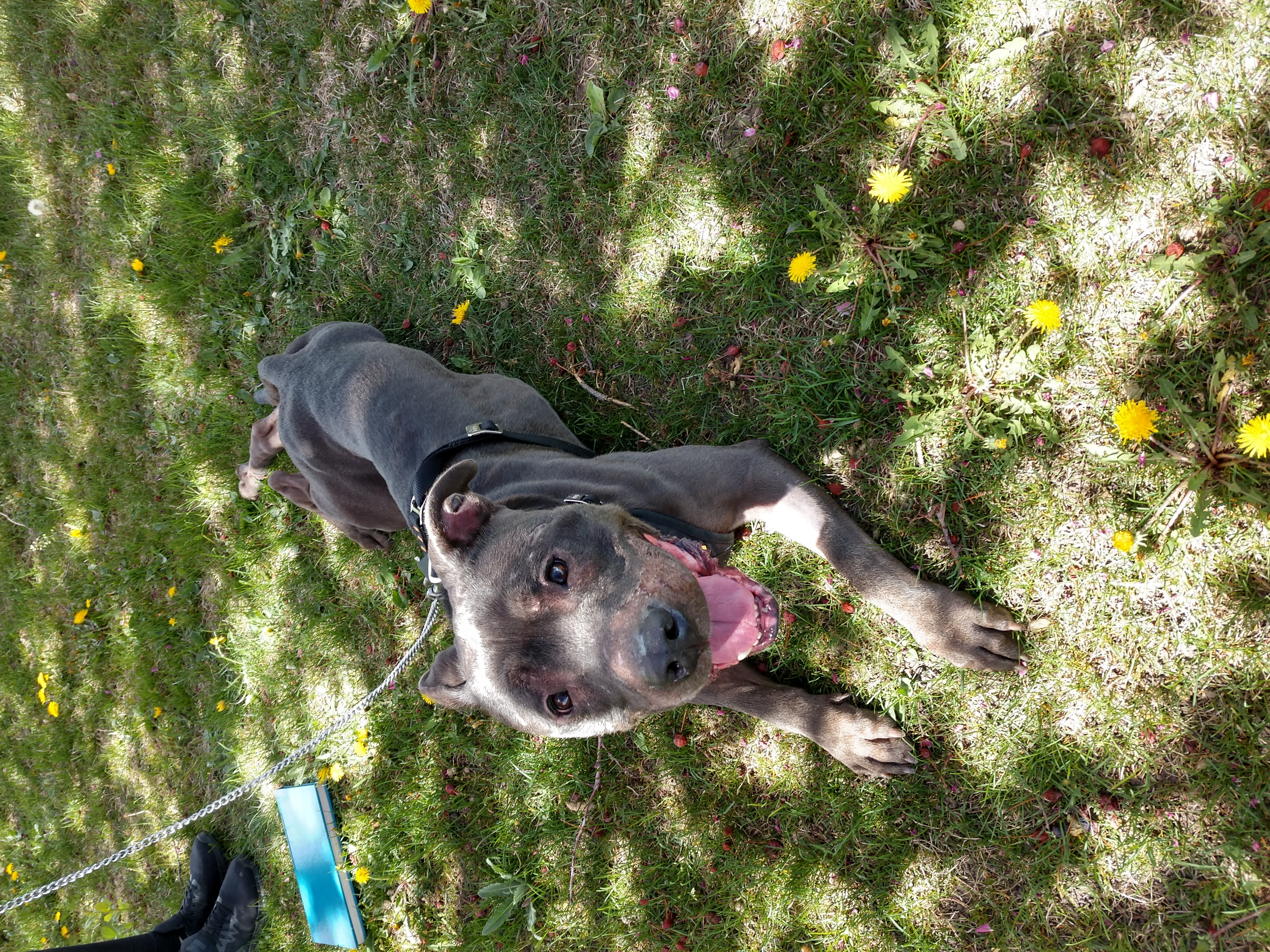 adoptable Dog in Englewood,CO named Titus