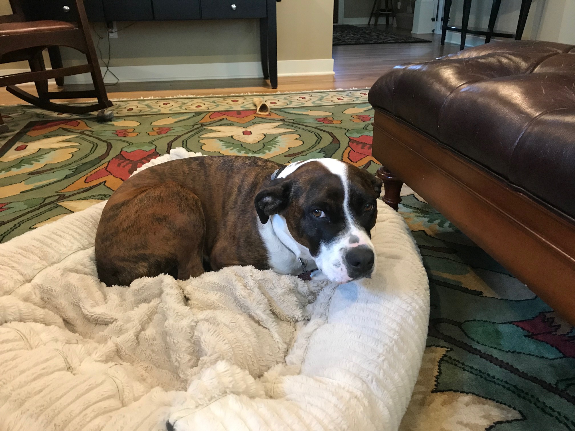 adoptable Dog in Minneapolis,MN named Layla