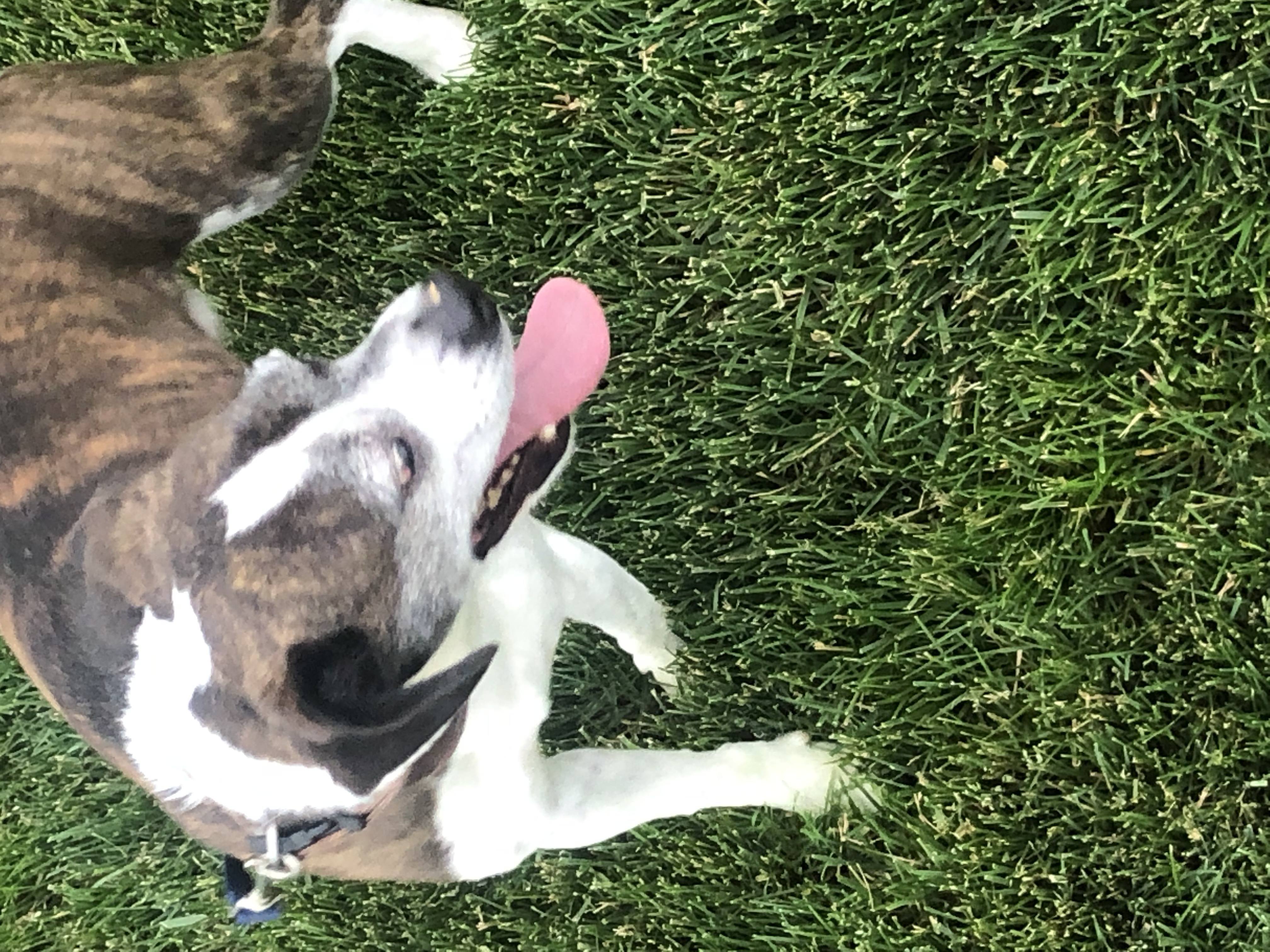 adoptable Dog in Wentzville,MO named Boston