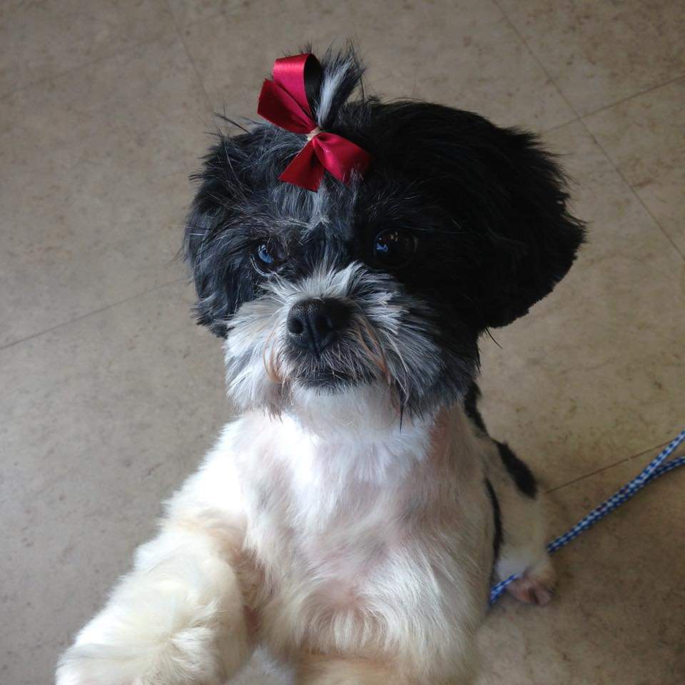 adoptable Dog in Cullman,AL named Zoe