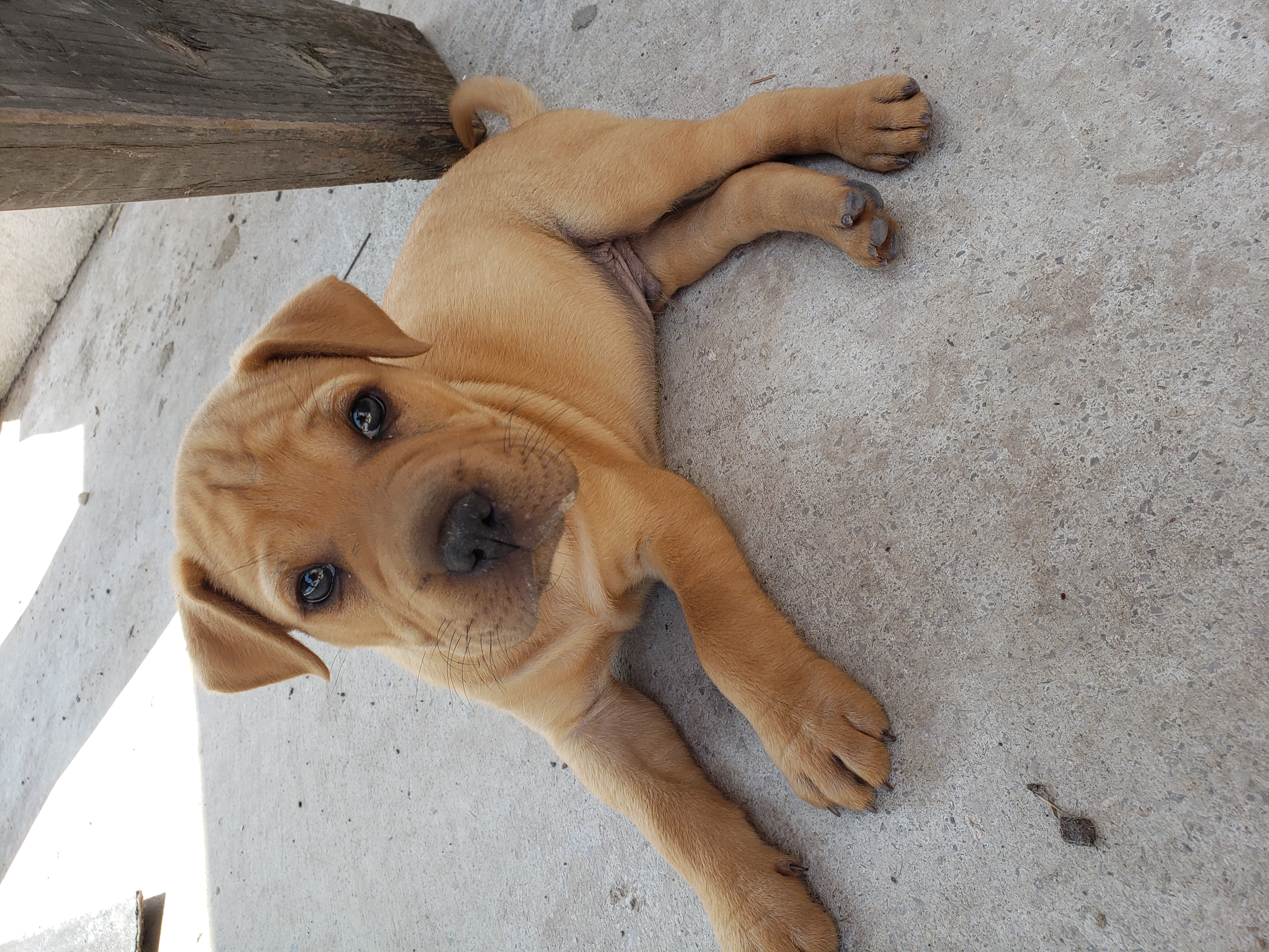 adoptable Dog in Los Fresnos,TX named Simba